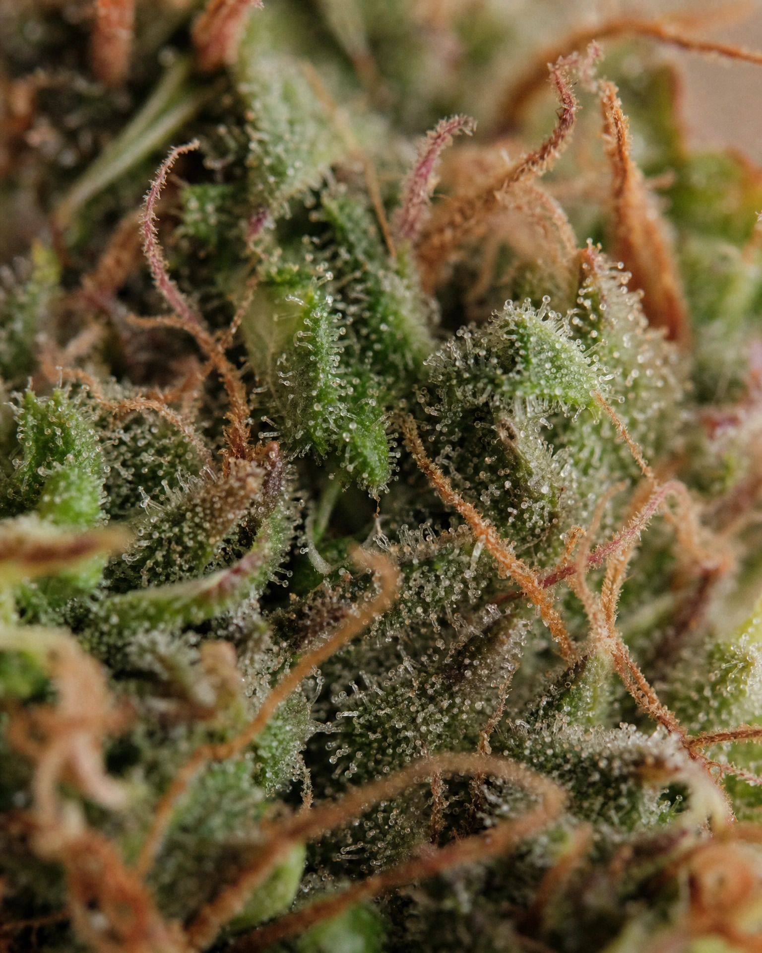 Trichome der Cannabissorte Panama Red in Nahaufnahme