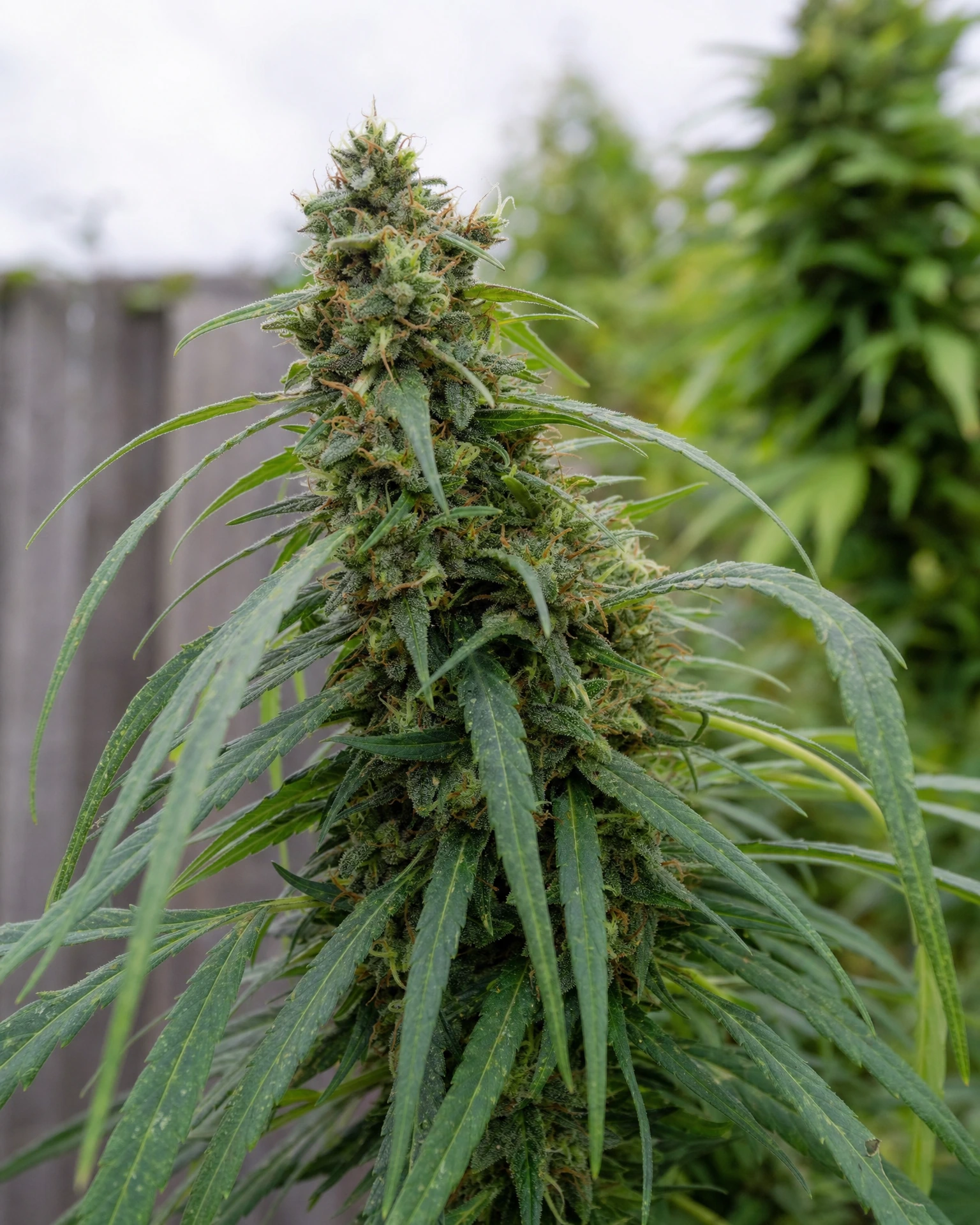 Blühende Cannabispflanze der Sorte Lemon Skunk