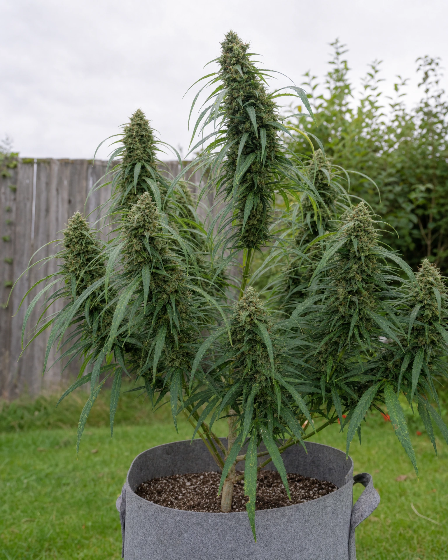 Ausgewachsene Cannabispflanze der Sorte Lemon Skunk