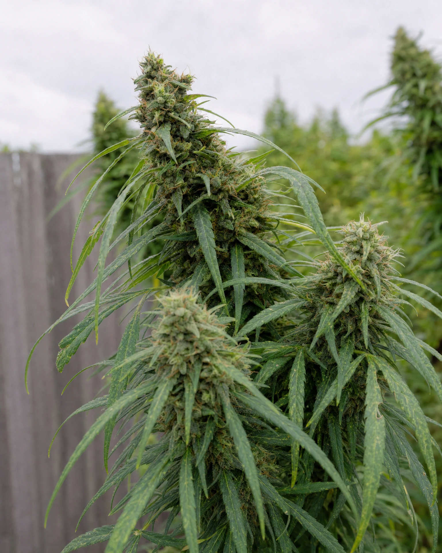 Ausgereifte Cannabispflanze der Sorte Lemon Skunk aus einem zweiten Blickwinkel