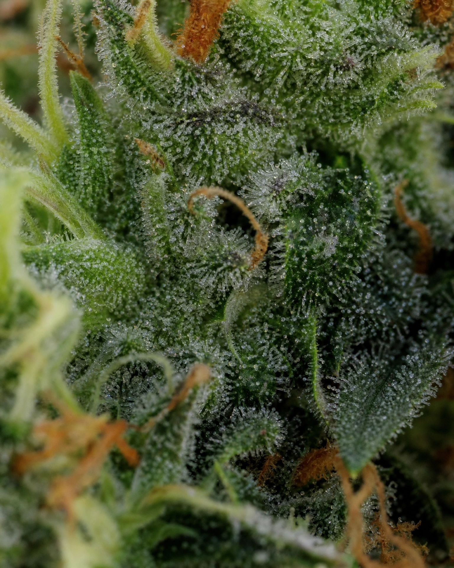 Trichome der Cannabissorte Lemon Skunk in Nahaufnahme