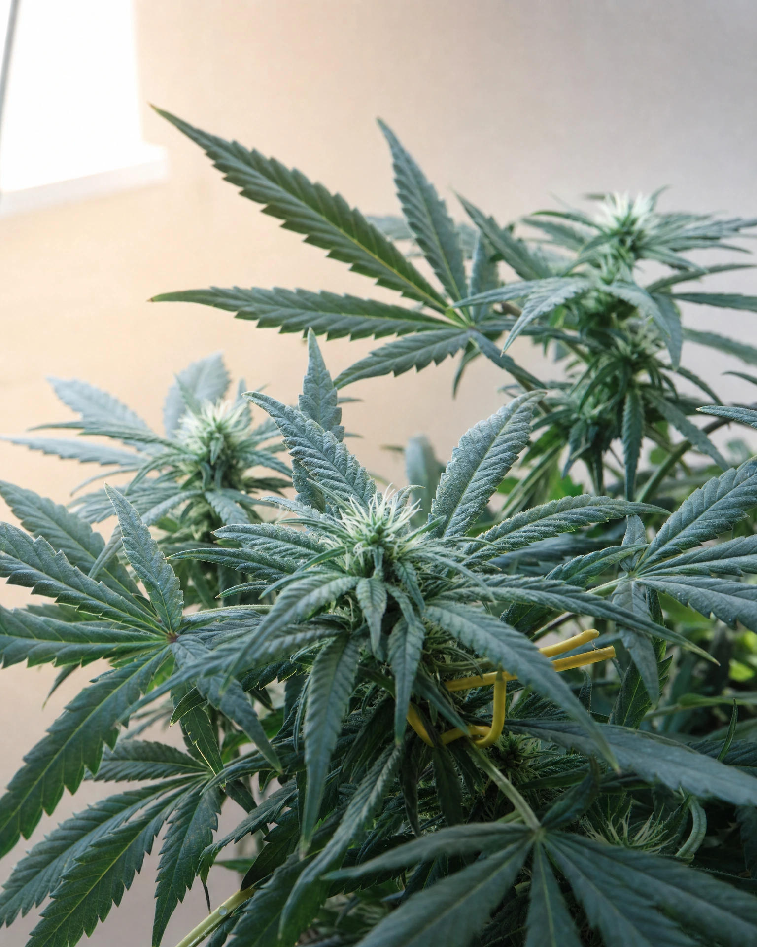 OG Kush in der frühen Blütephase