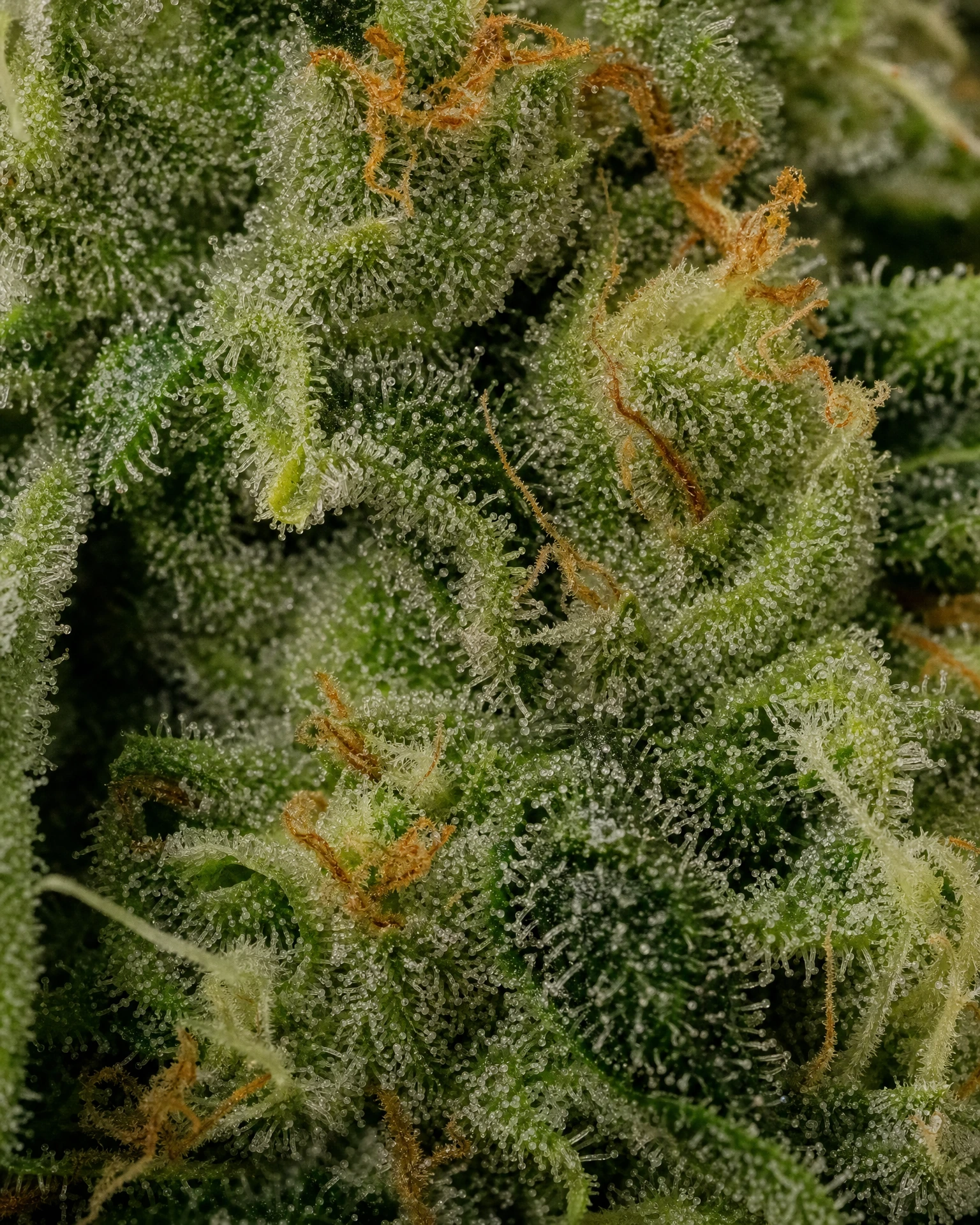 Trichome der Cannabissorte OG Kush in Nahaufnahme