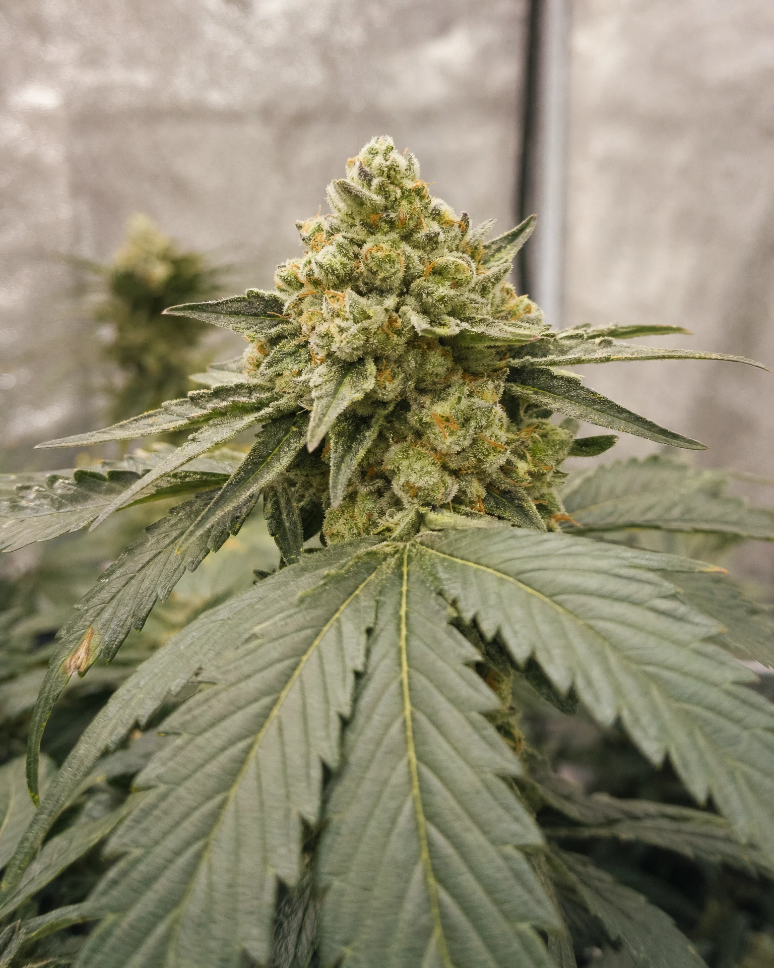 Blühende Cannabispflanze der Sorte OG Kush Autoflower