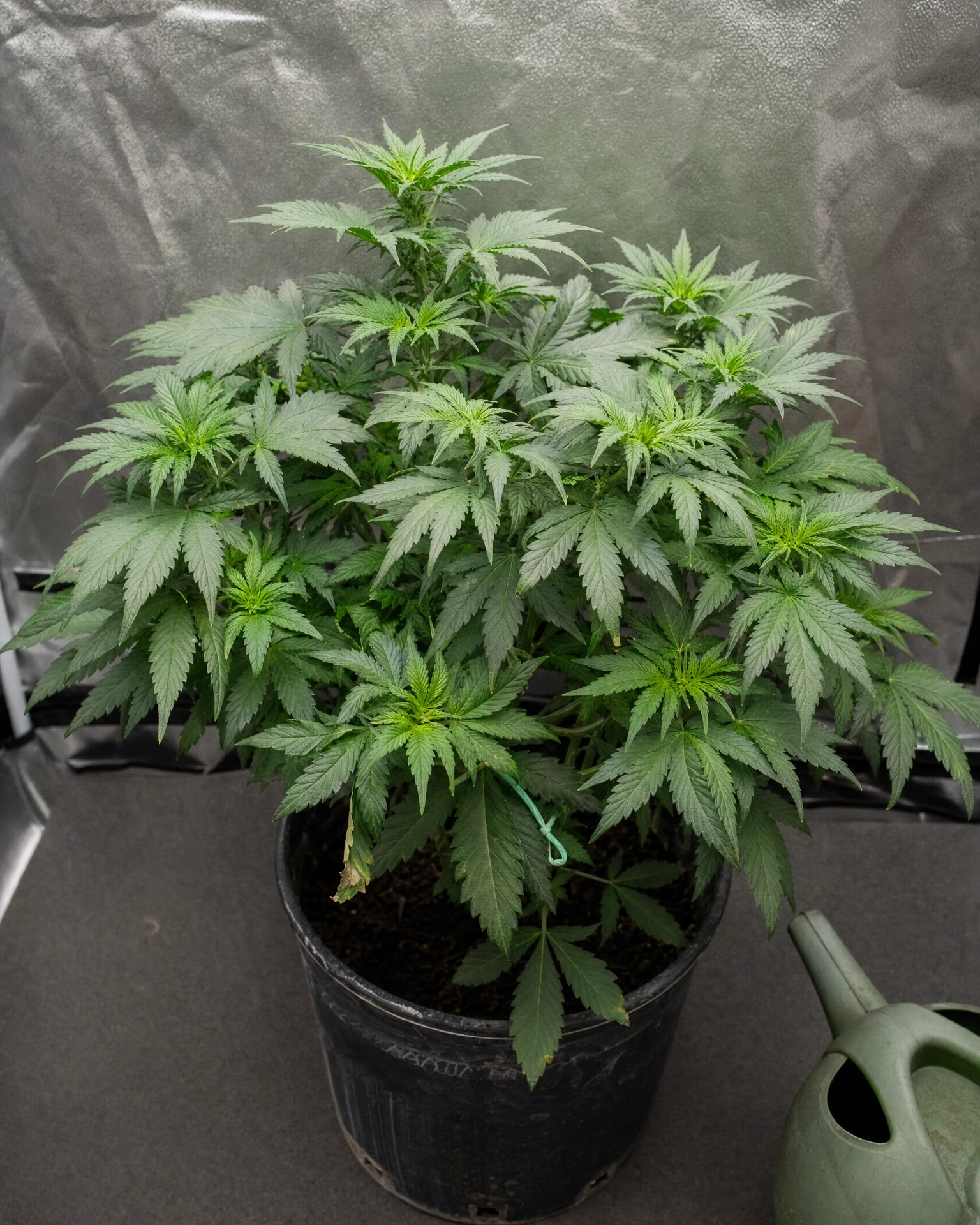 OG Kush Autoflower in der vegetativen Wachstumsphase