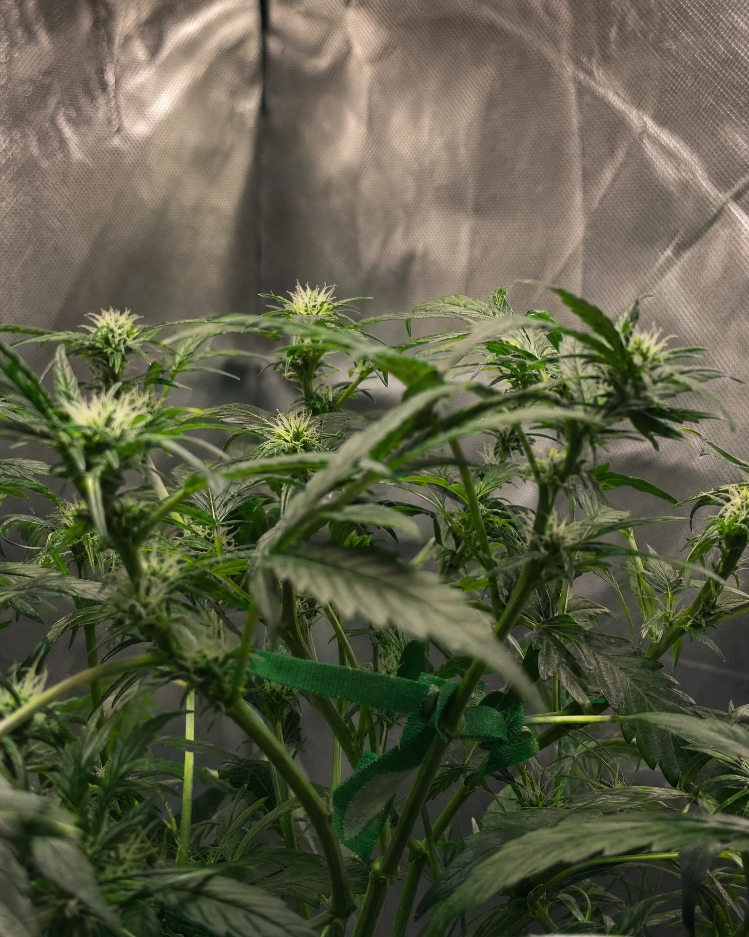 OG Kush Autoflower in der frühen Blütephase