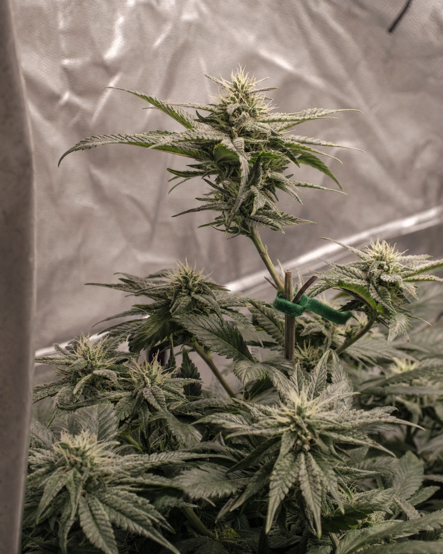 OG Kush Autoflower in der mittleren Blütephase