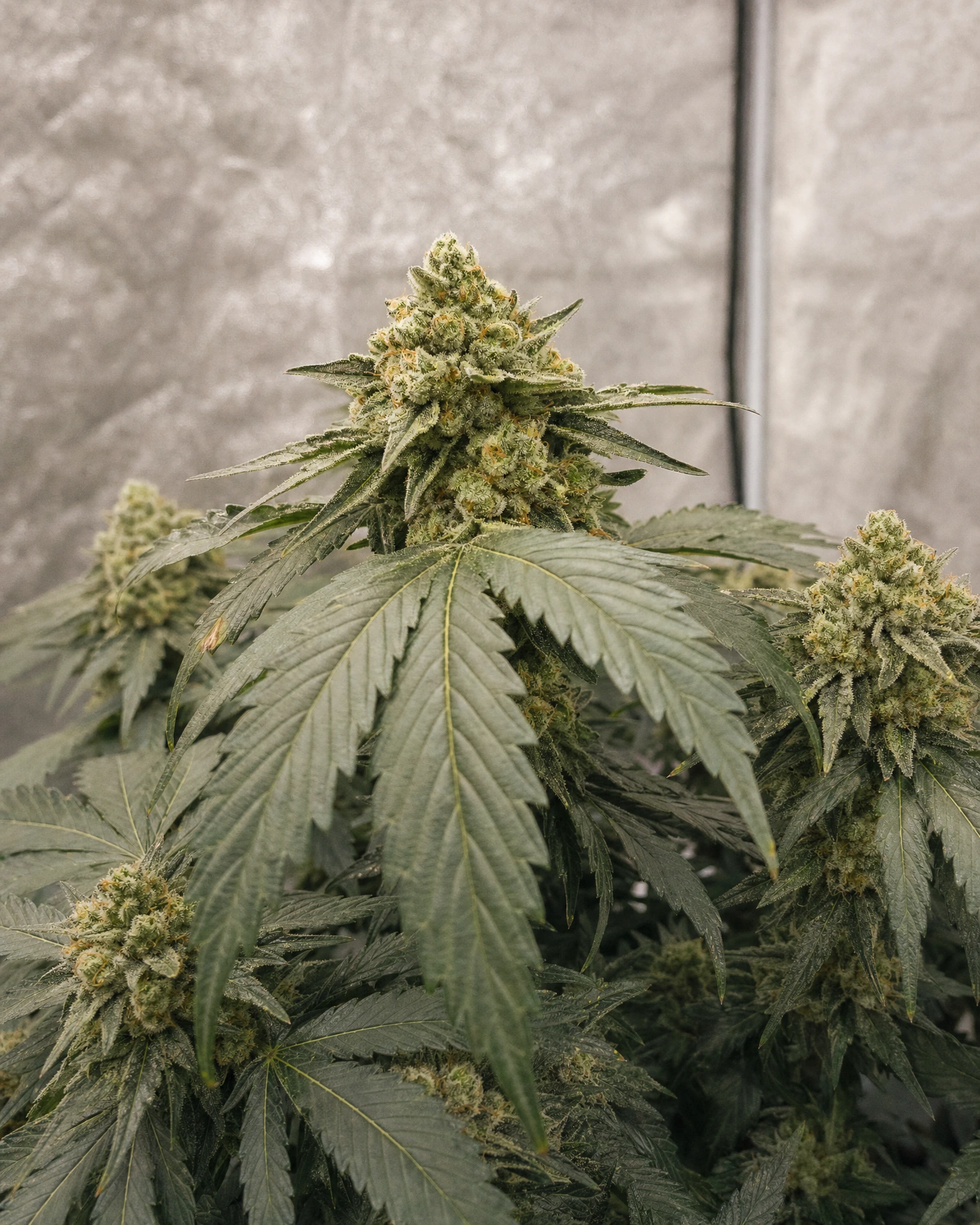 Ausgereifte Cannabispflanze der Sorte OG Kush Autoflower aus einem zweiten Blickwinkel