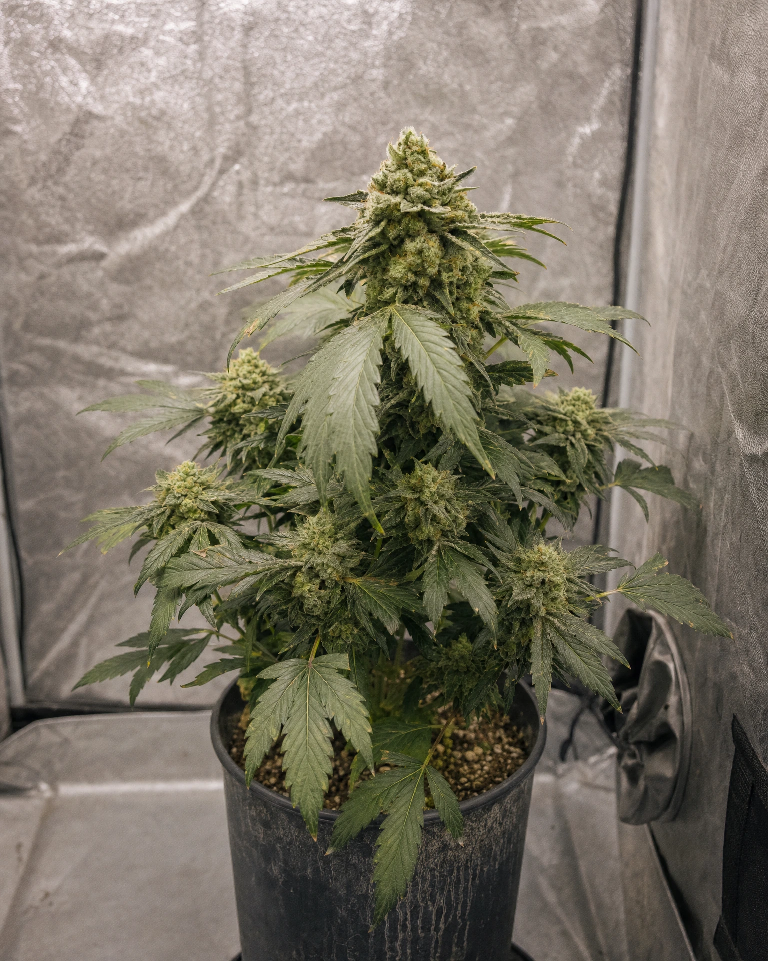 Ausgewachsene Cannabispflanze der Sorte OG Kush Autoflower