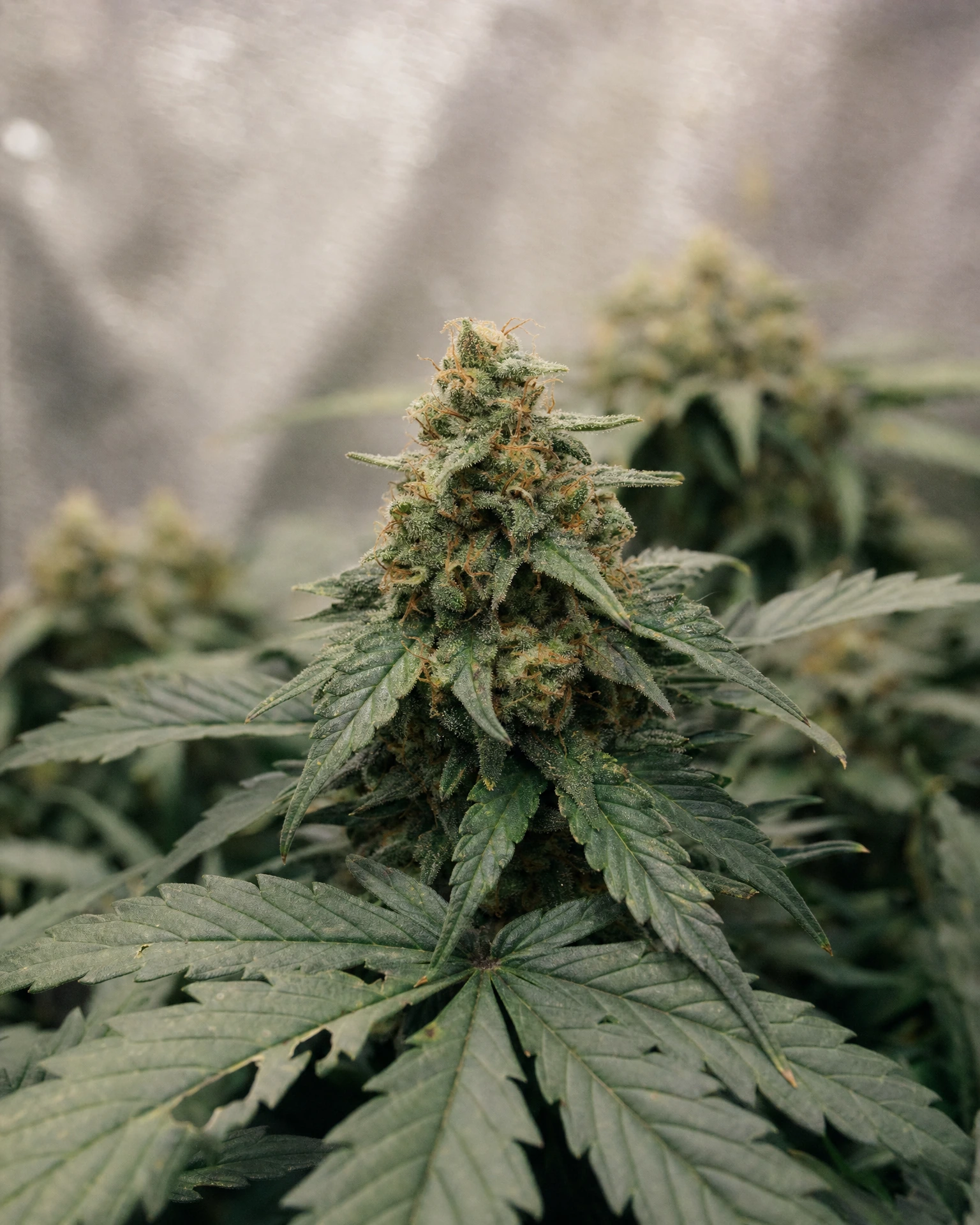 Blühende Cannabispflanze der Sorte Critical Autoflower