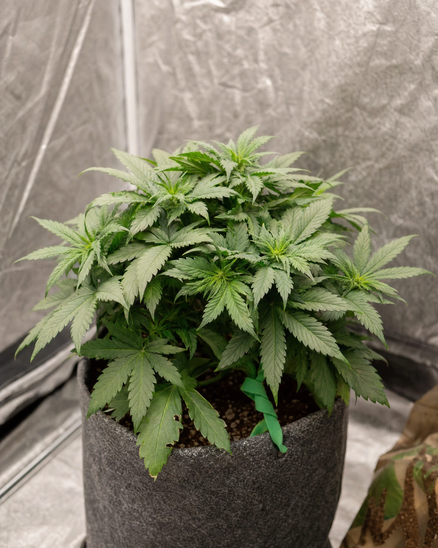 Critical Autoflower in der vegetativen Wachstumsphase