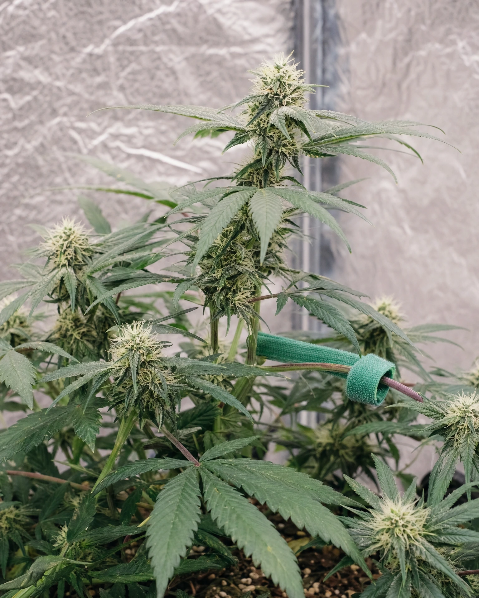 Critical Autoflower in der mittleren Blütephase