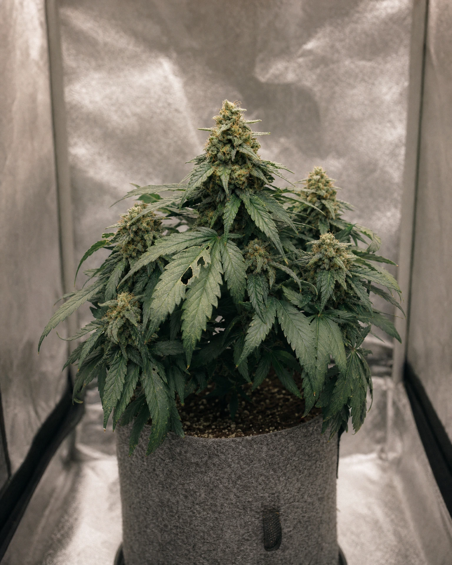 Ausgewachsene Cannabispflanze der Sorte Critical Autoflower