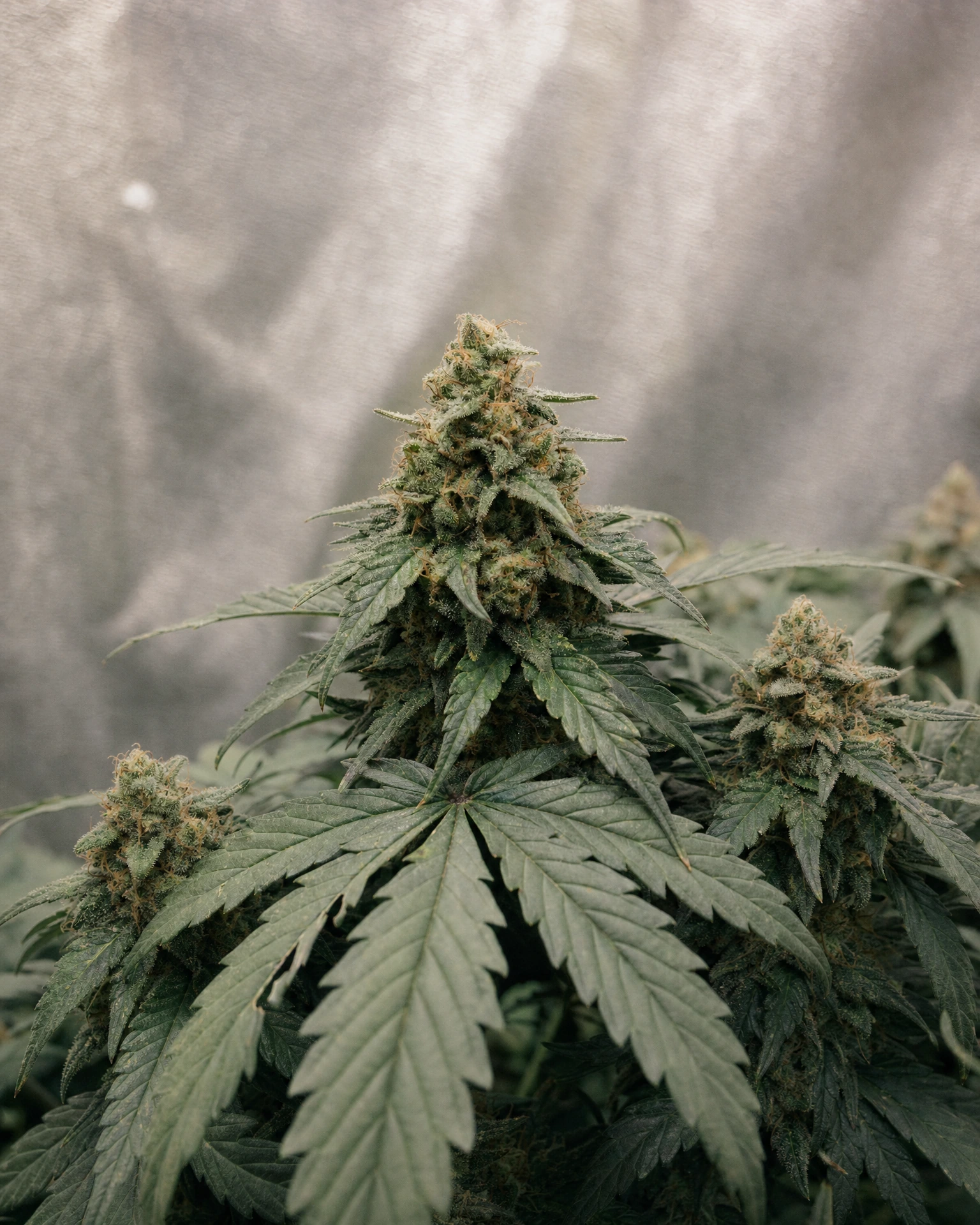 Ausgereifte Cannabispflanze der Sorte Critical Autoflower aus einem zweiten Blickwinkel