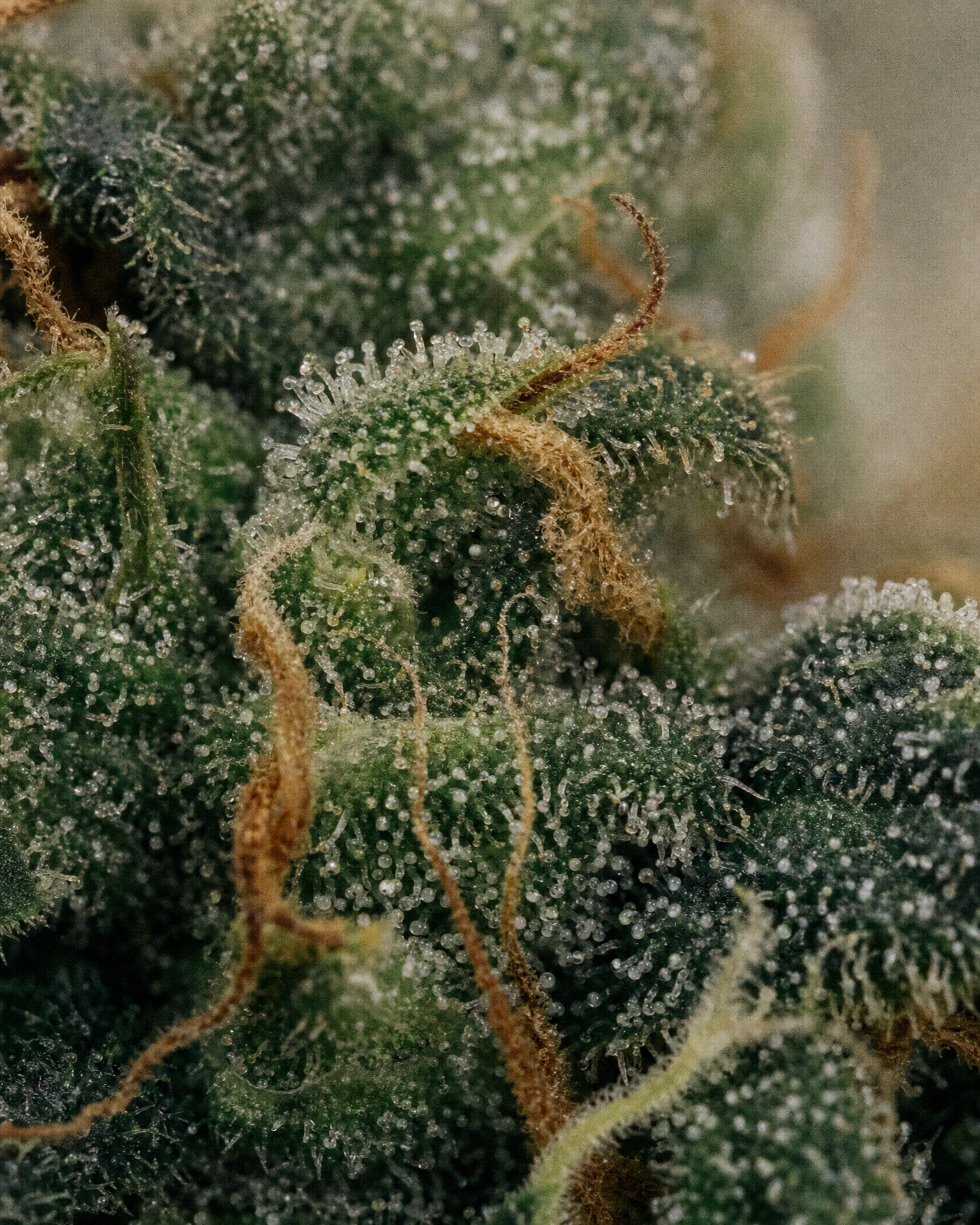 Trichome der Cannabissorte Critical Autoflower in Nahaufnahme