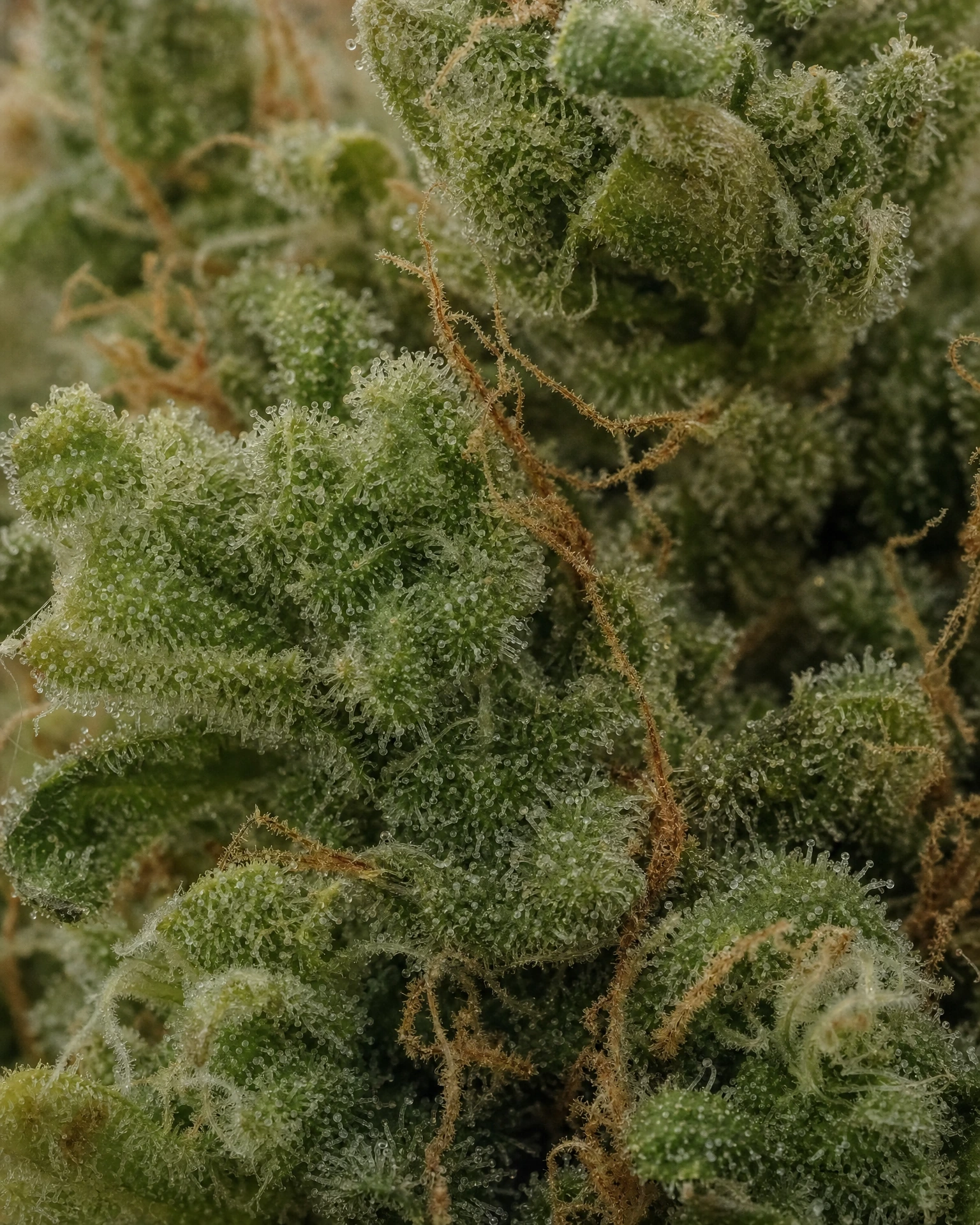 Trichome der Cannabissorte Chiqui Banana in Nahaufnahme