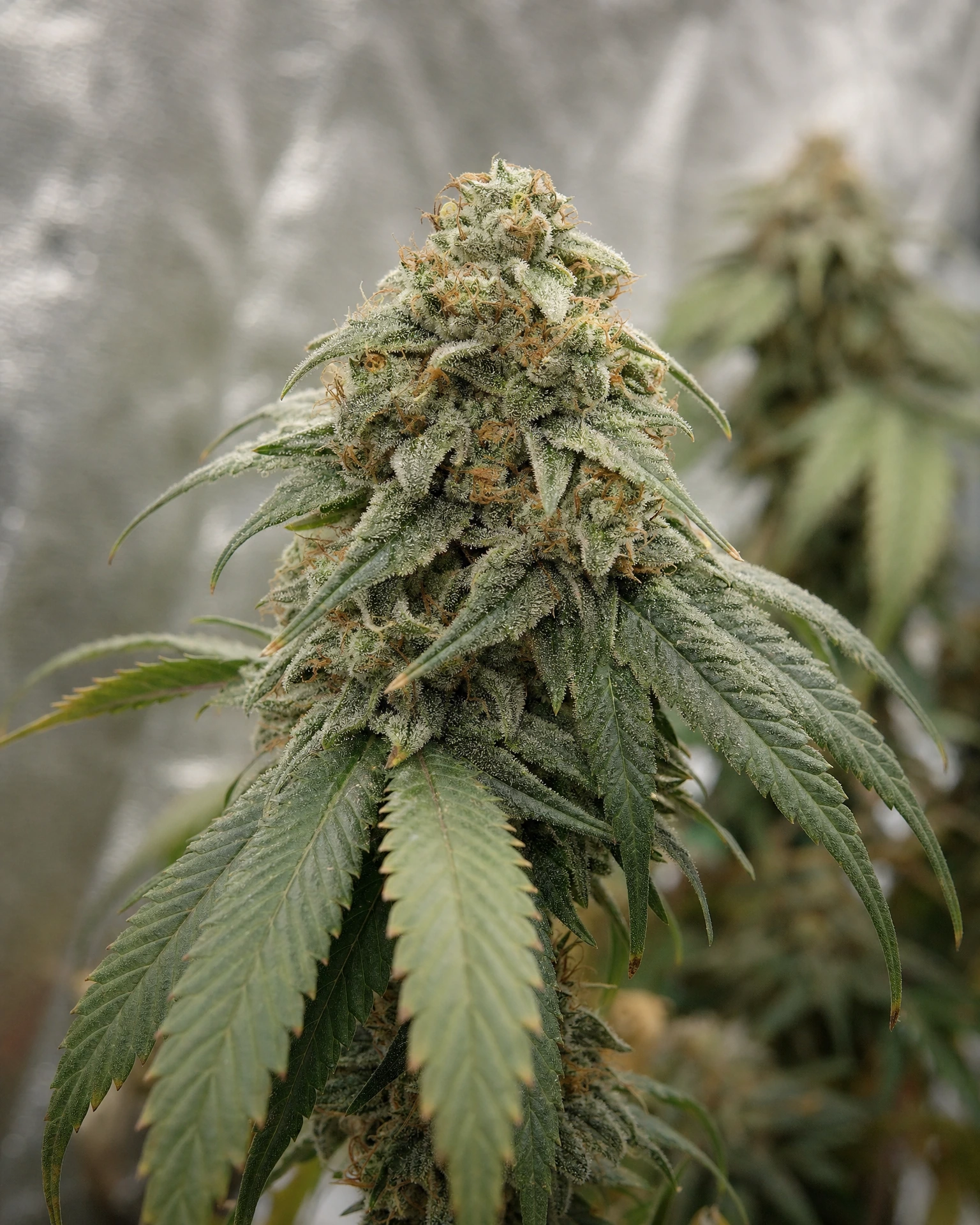 Blühende Cannabispflanze der Sorte Moonshine Cookies