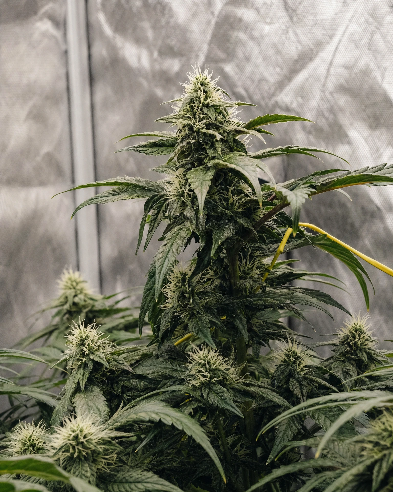 Moonshine Cookies in der mittleren Blütephase