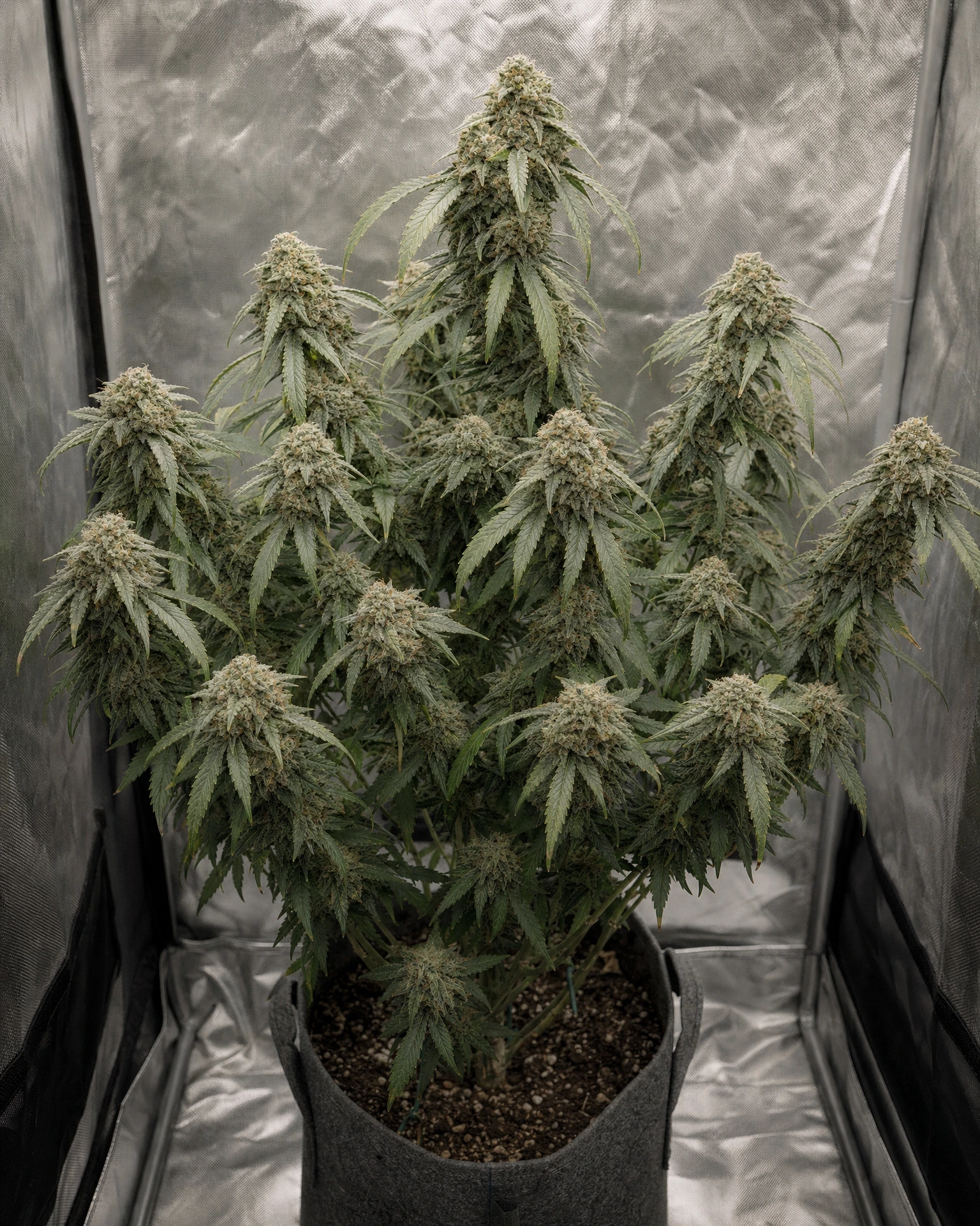 Ausgewachsene Cannabispflanze der Sorte Moonshine Cookies