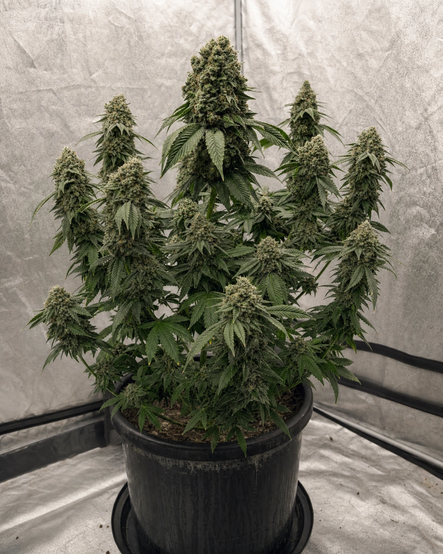 Ausgewachsene Cannabispflanze der Sorte White Rhino