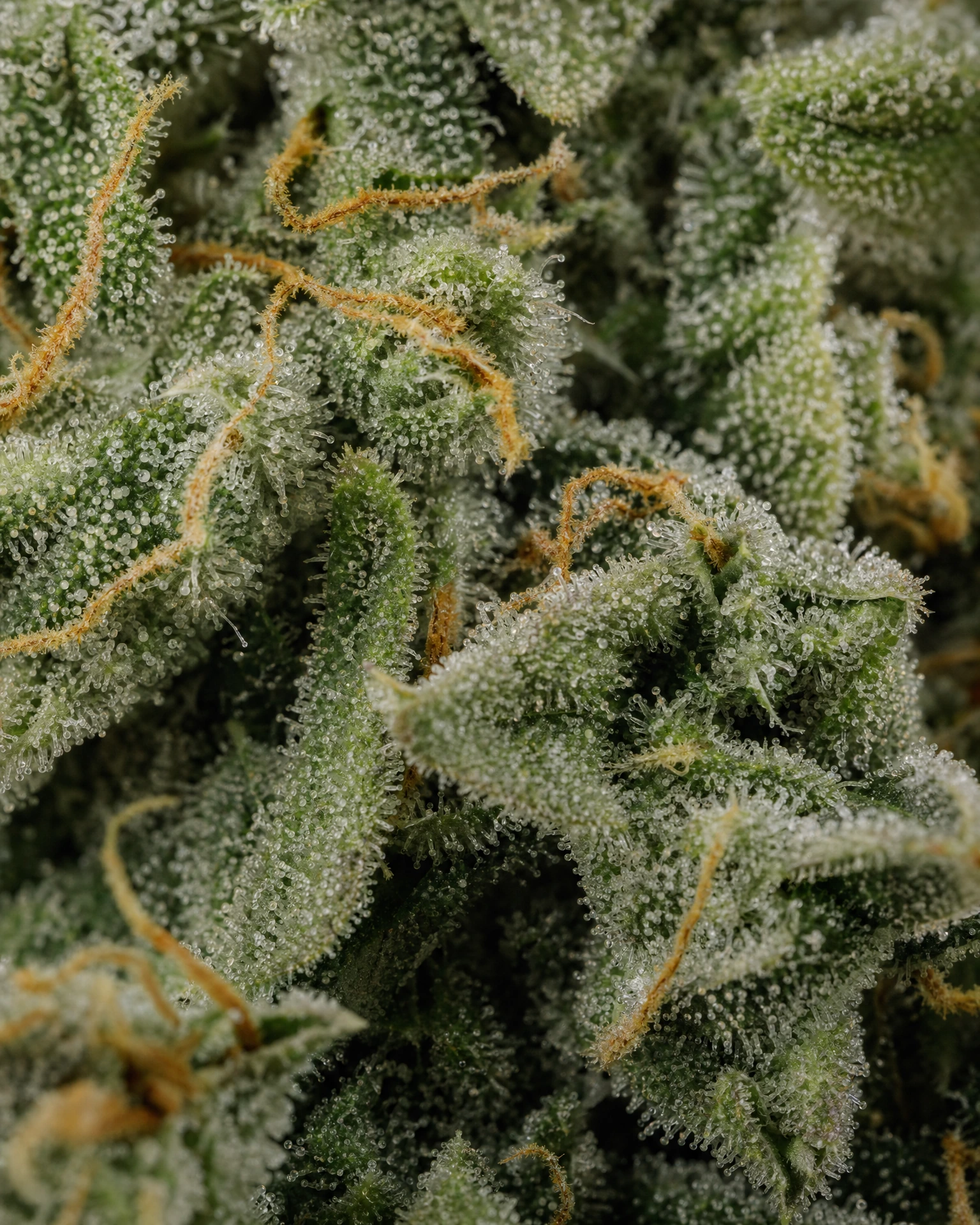 Trichome der Cannabissorte White Rhino in Nahaufnahme