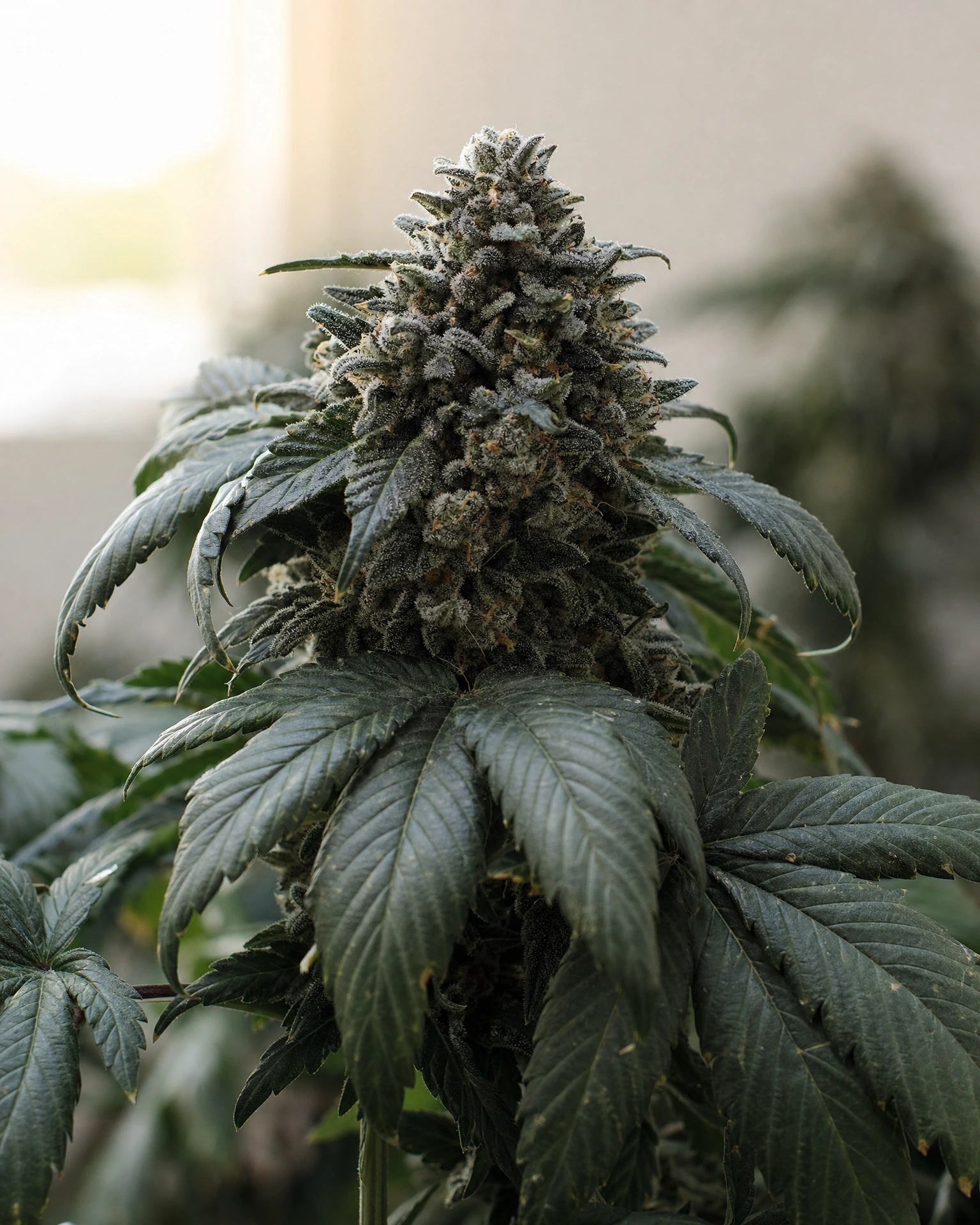 Blühende Cannabispflanze der Sorte Black Domina