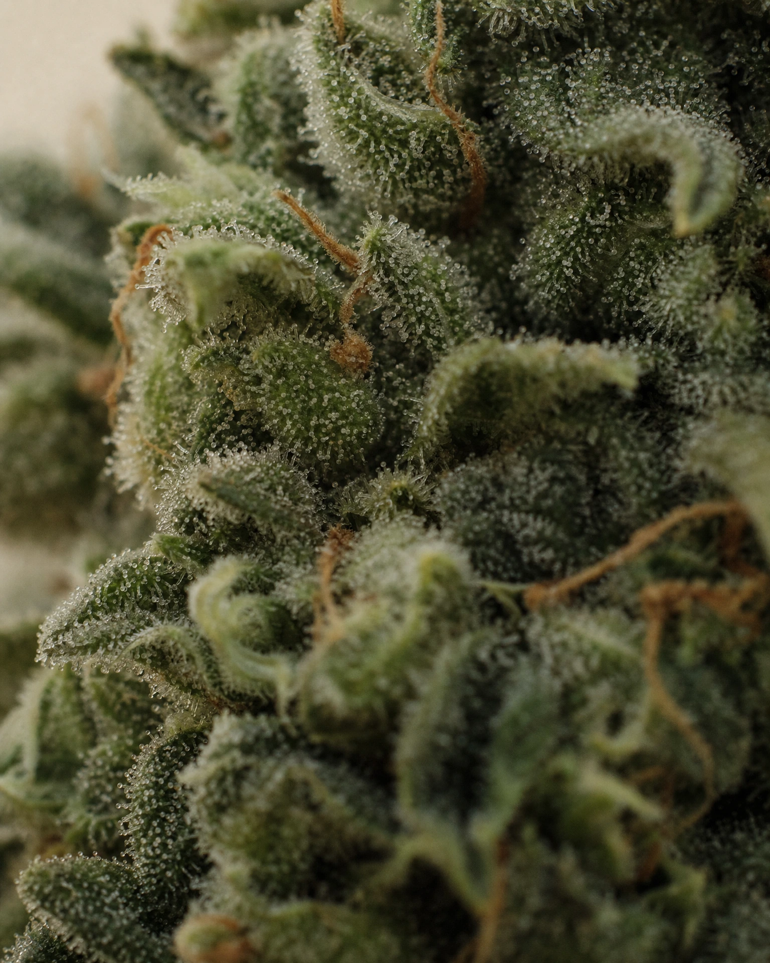 Trichome der Cannabissorte Black Domina in Nahaufnahme
