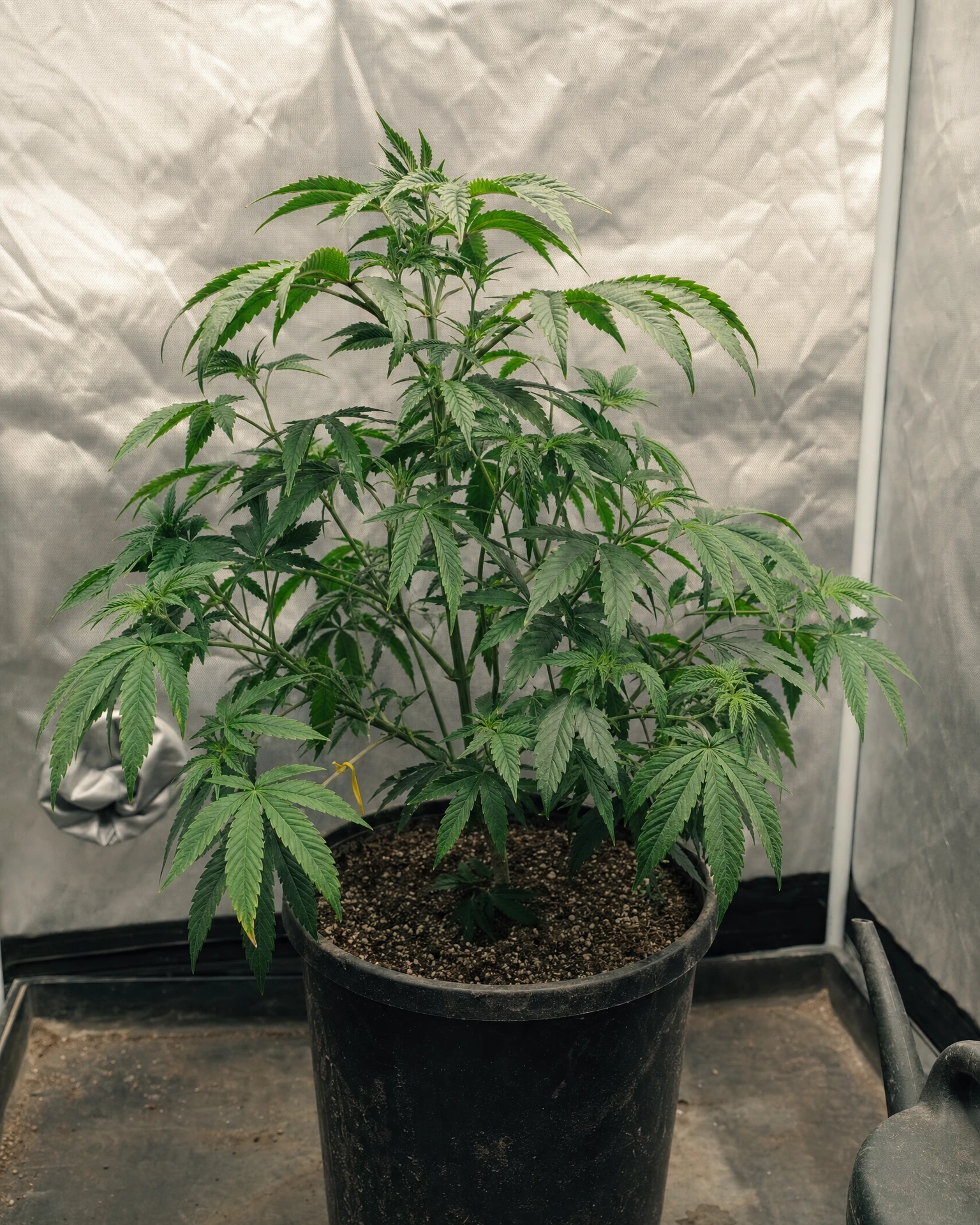 Master Kush in der vegetativen Wachstumsphase