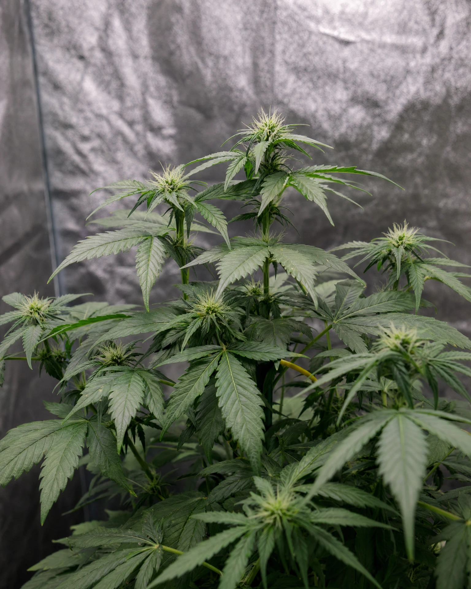 Master Kush in der frühen Blütephase
