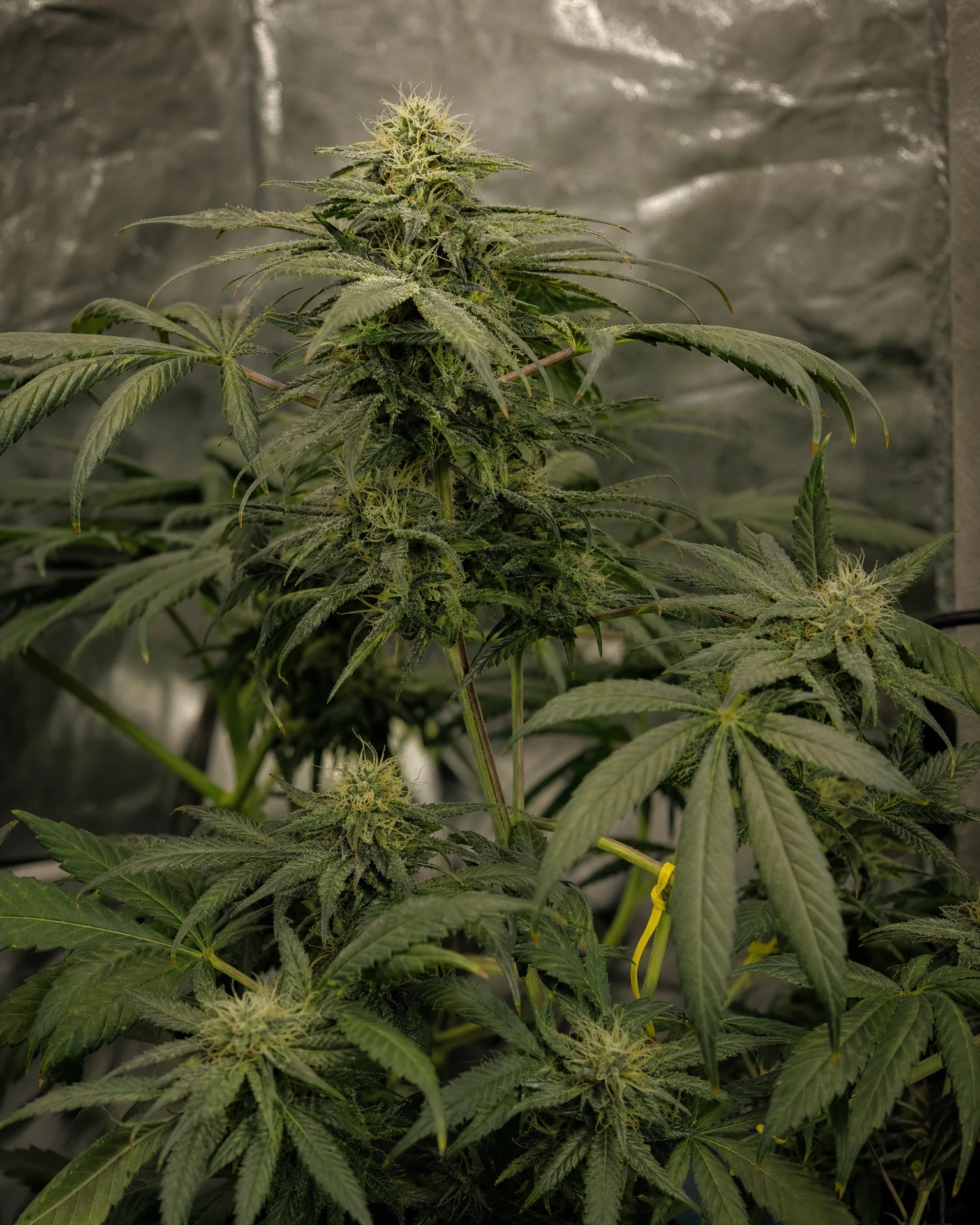 Master Kush in der mittleren Blütephase