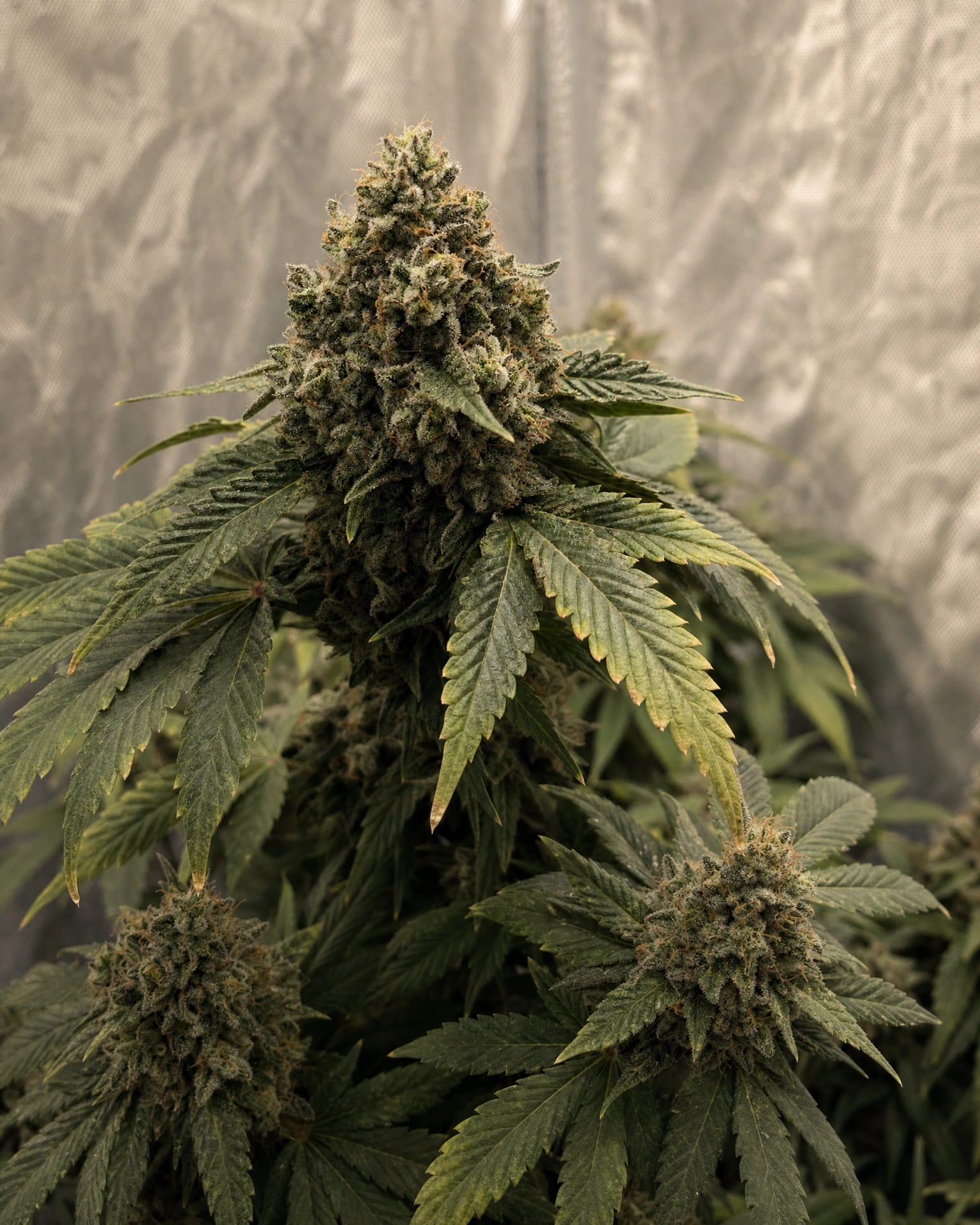 Ausgereifte Cannabispflanze der Sorte Master Kush aus einem zweiten Blickwinkel