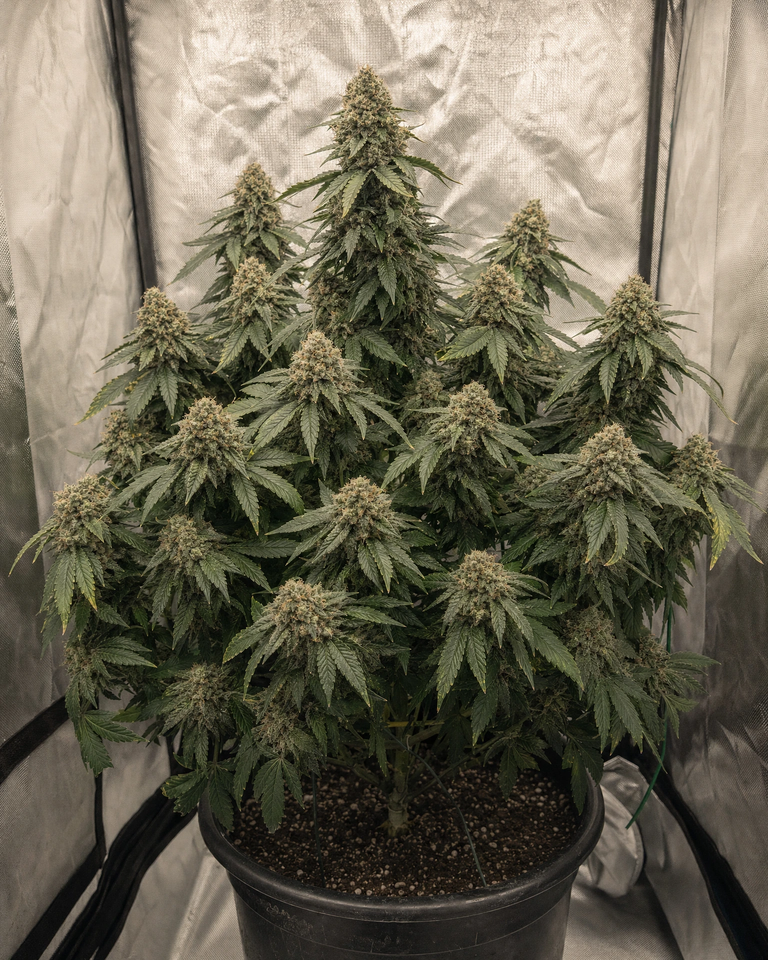 Ausgewachsene Cannabispflanze der Sorte Master Kush