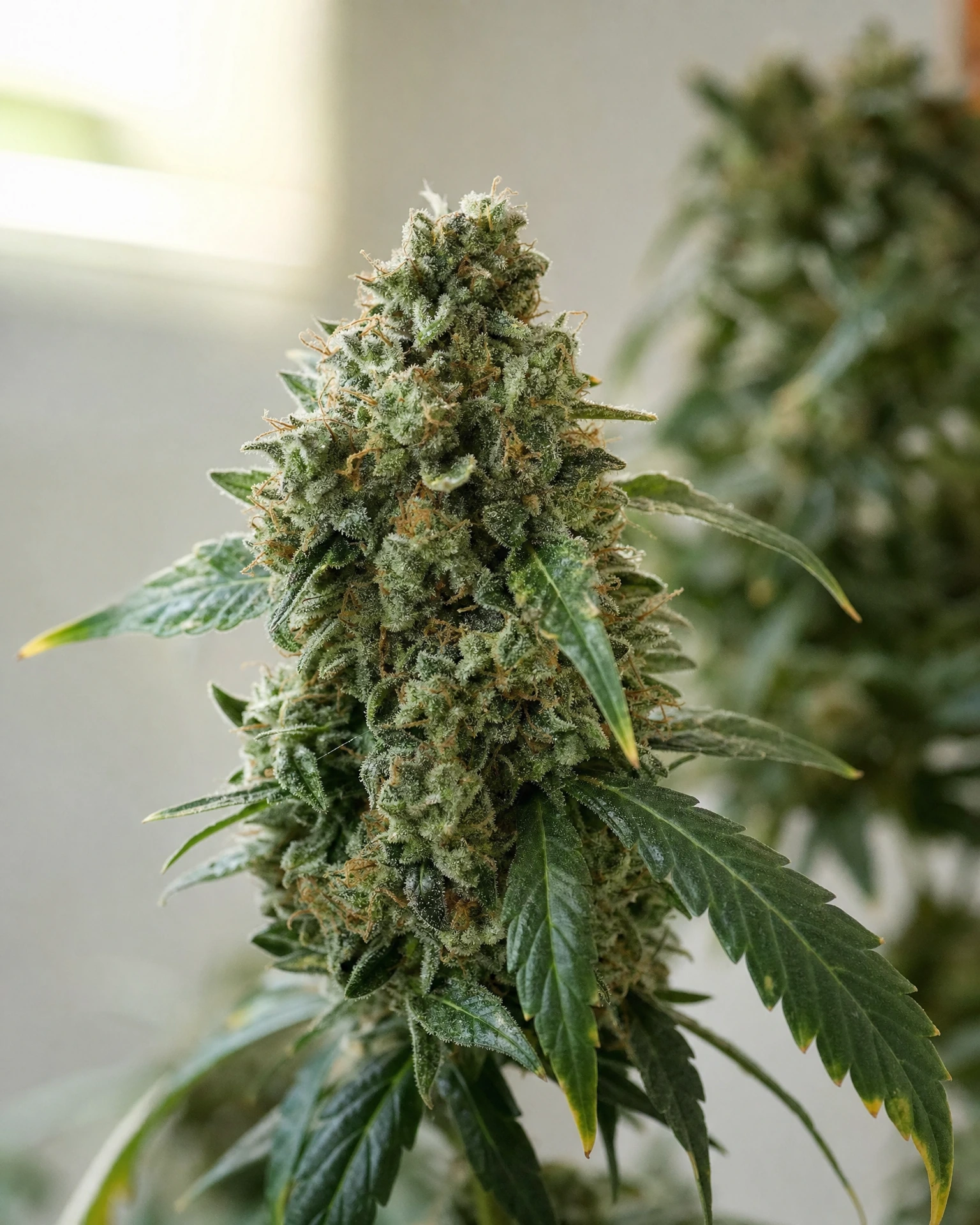 Blühende Cannabispflanze der Sorte Chemdawg