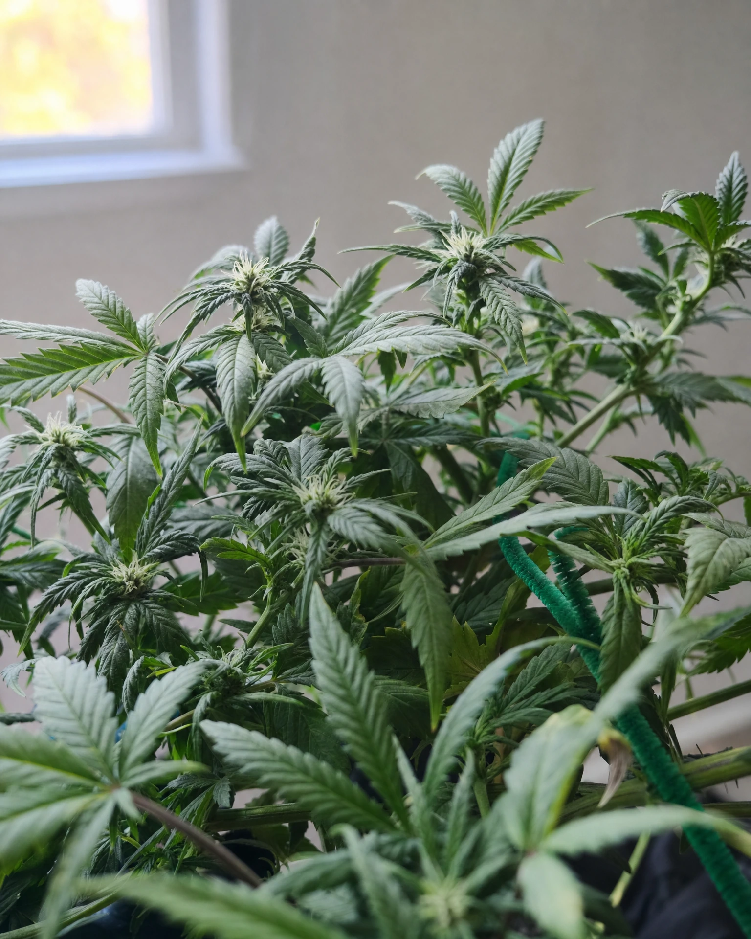 Chemdawg in der frühen Blütephase