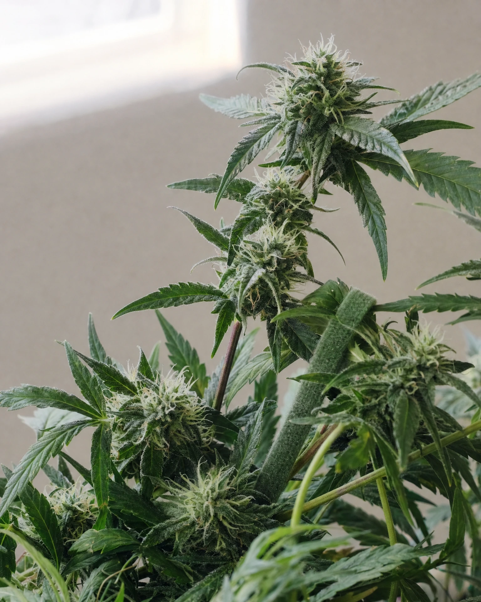 Chemdawg in der mittleren Blütephase
