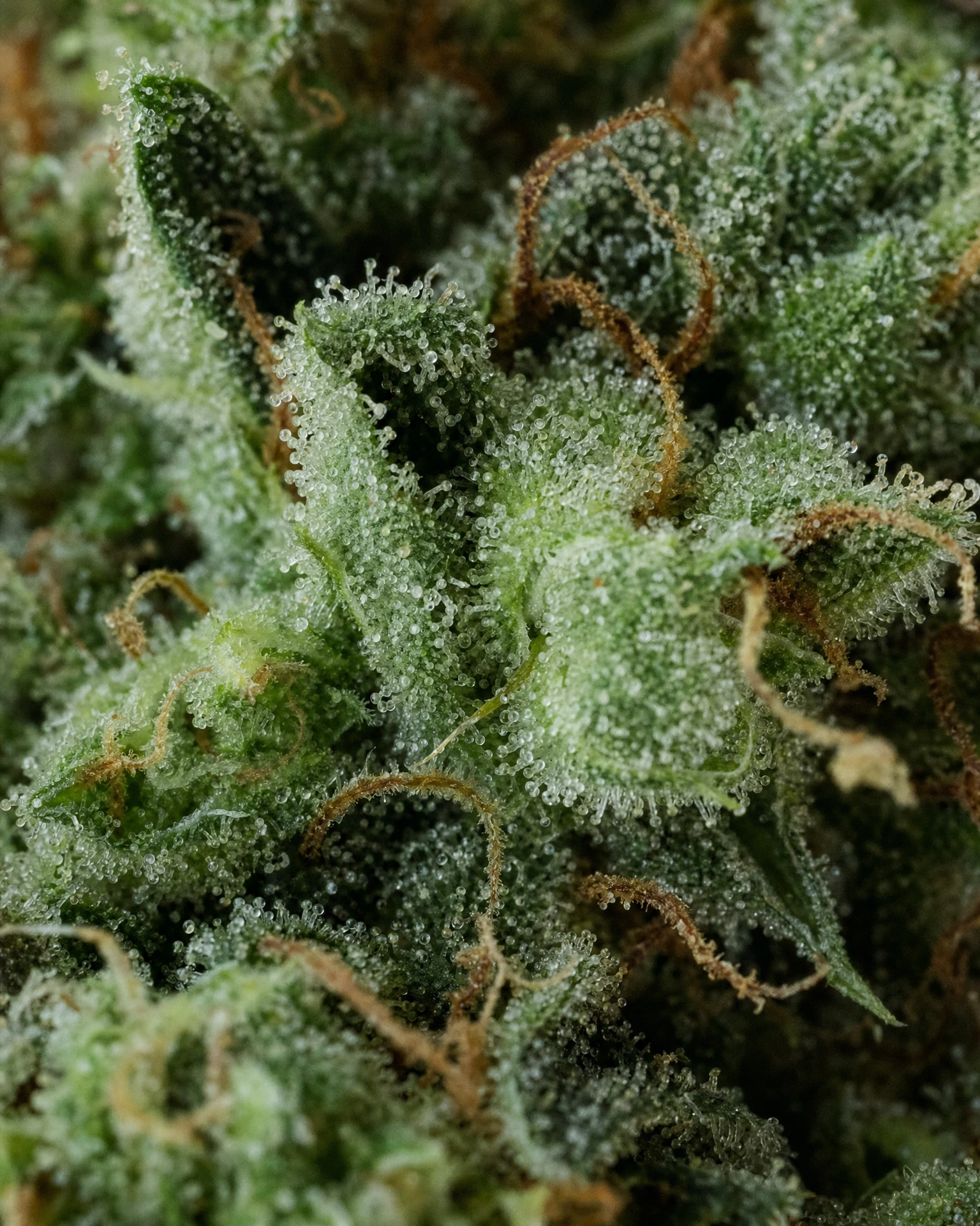 Trichome der Cannabissorte Chemdawg in Nahaufnahme