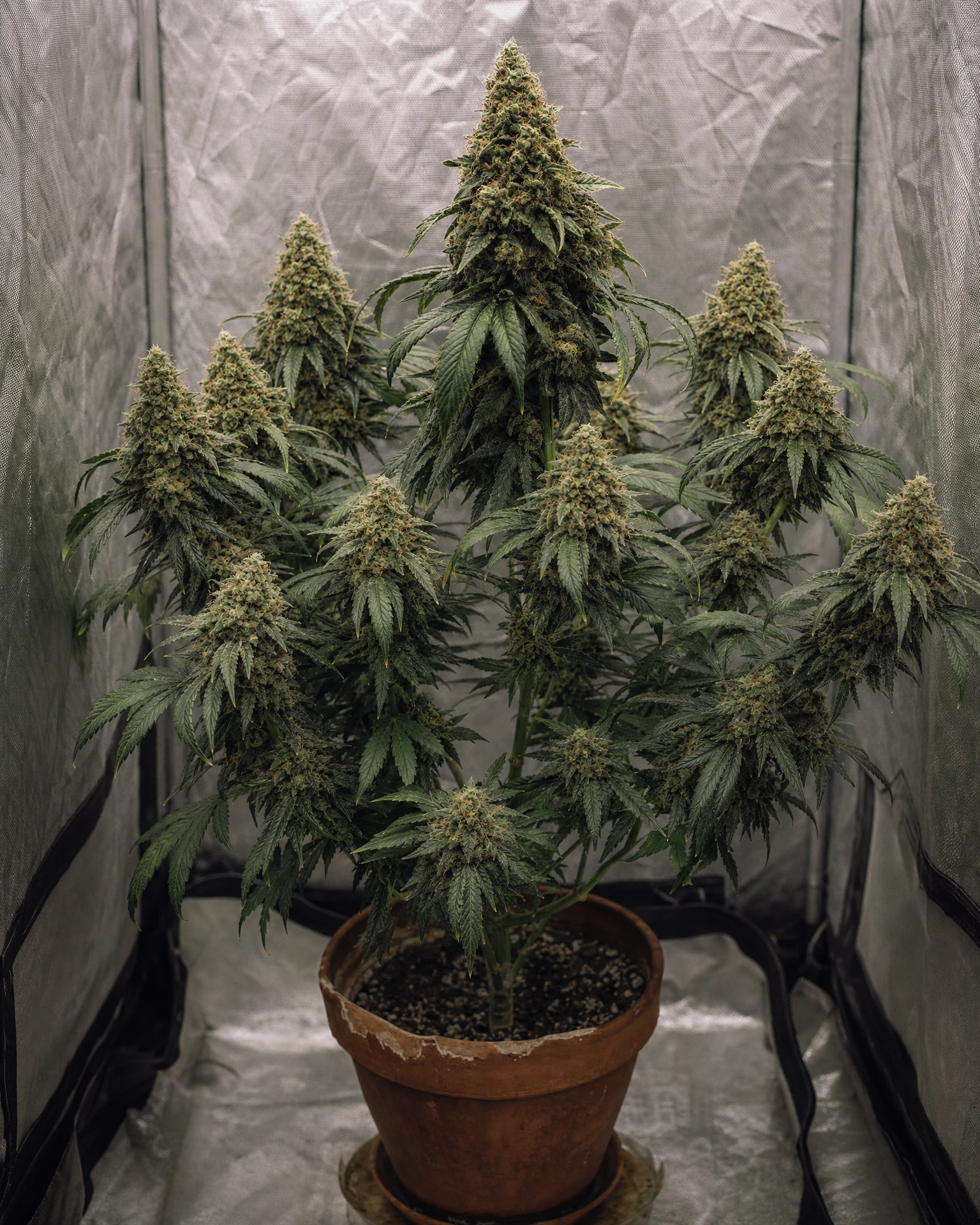 Ausgewachsene Cannabispflanze der Sorte Critical Mass