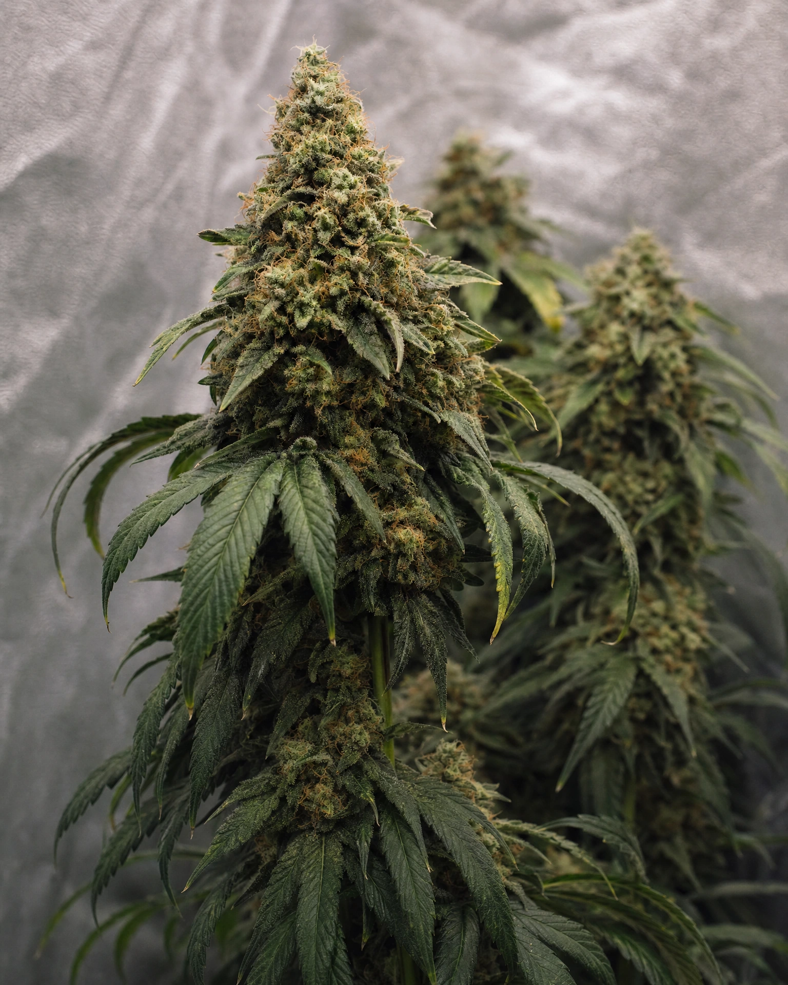 Ausgereifte Cannabispflanze der Sorte Critical Mass aus einem zweiten Blickwinkel