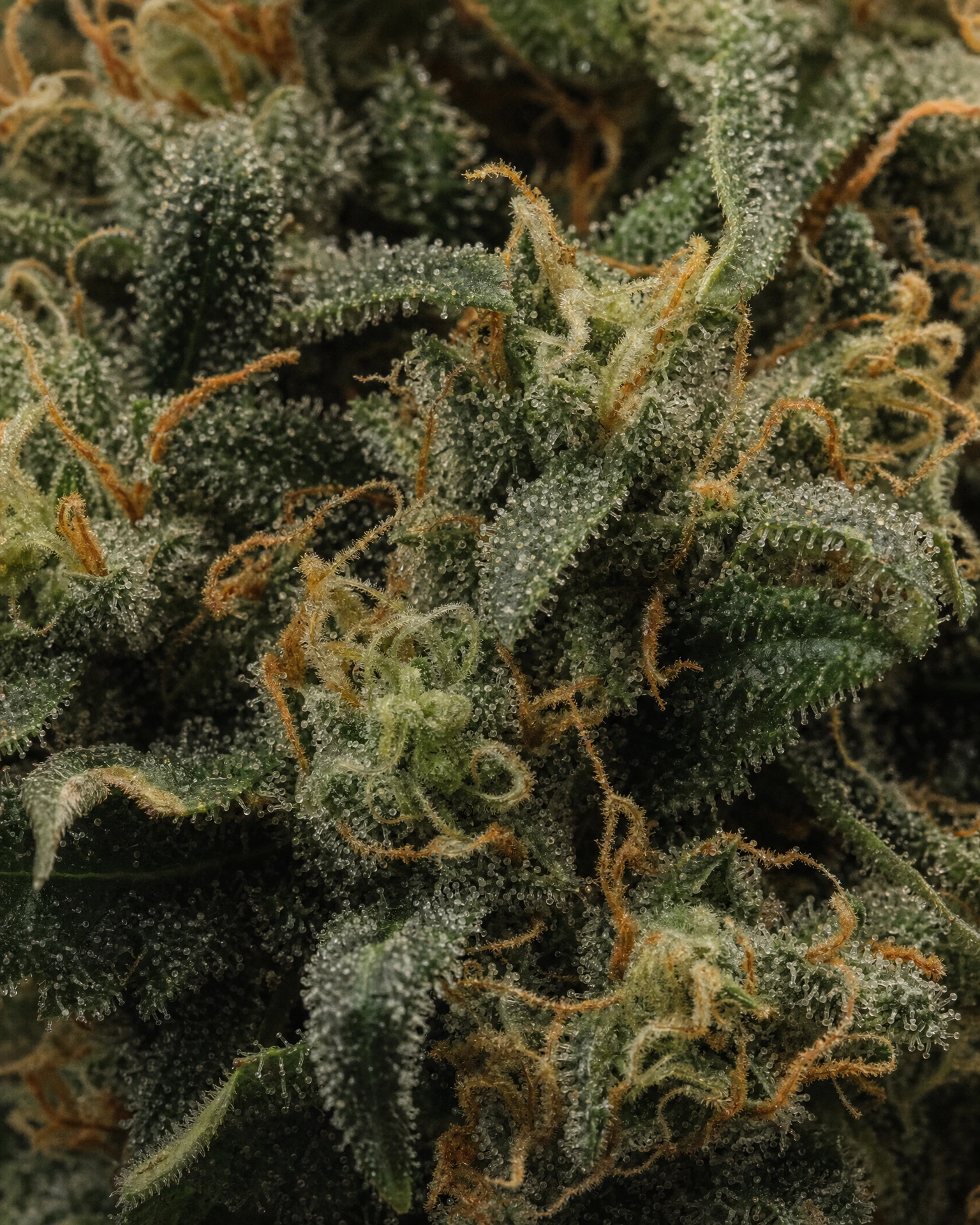 Trichome der Cannabissorte Critical Mass in Nahaufnahme