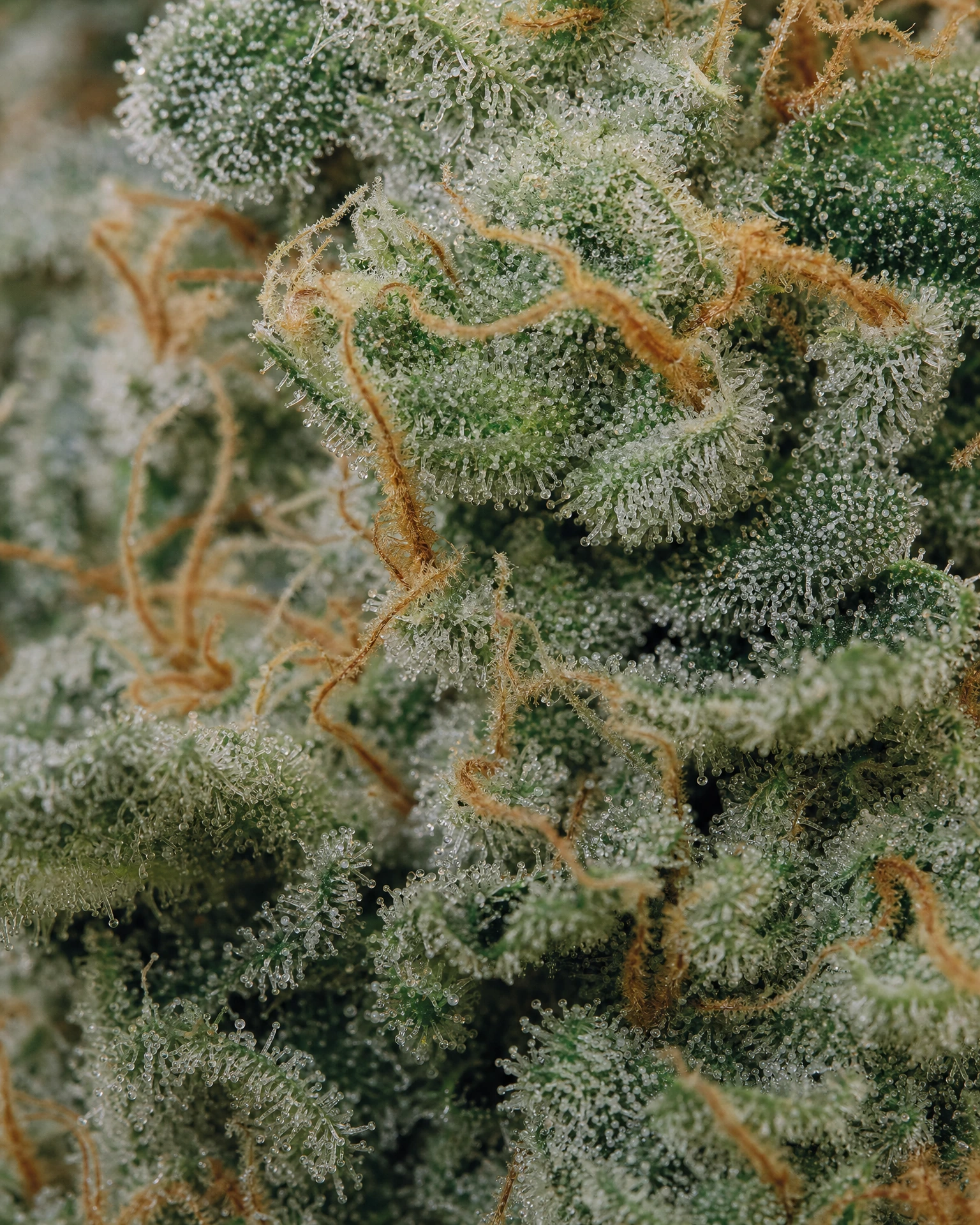 Trichome der Cannabissorte Power Plant in Nahaufnahme