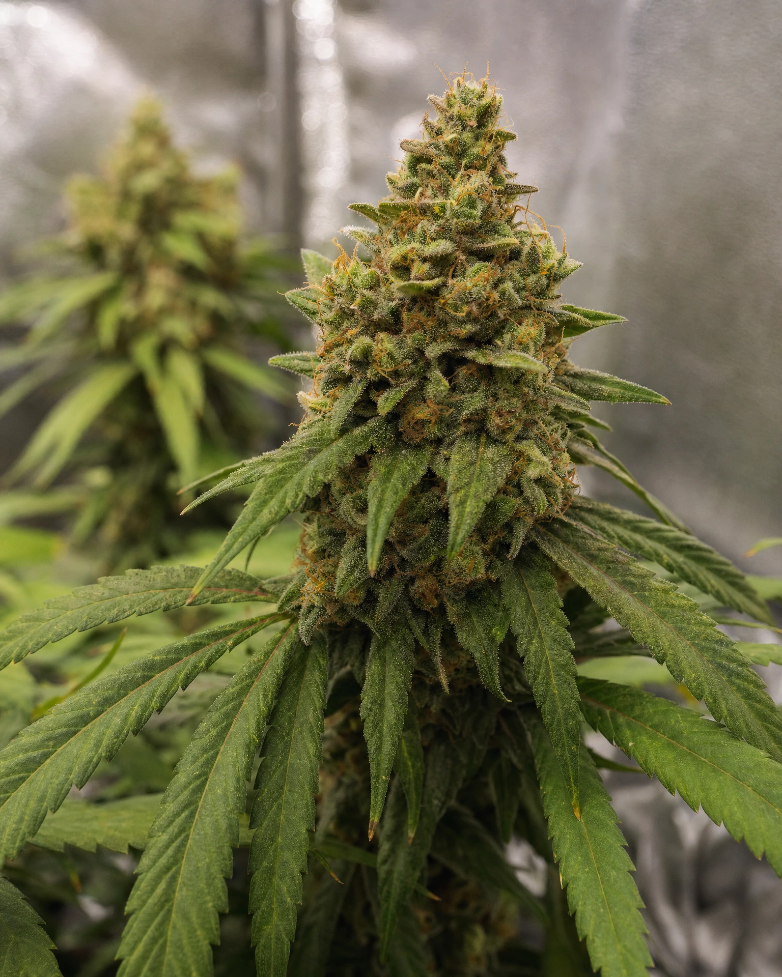 Blühende Cannabispflanze der Sorte Early Skunk