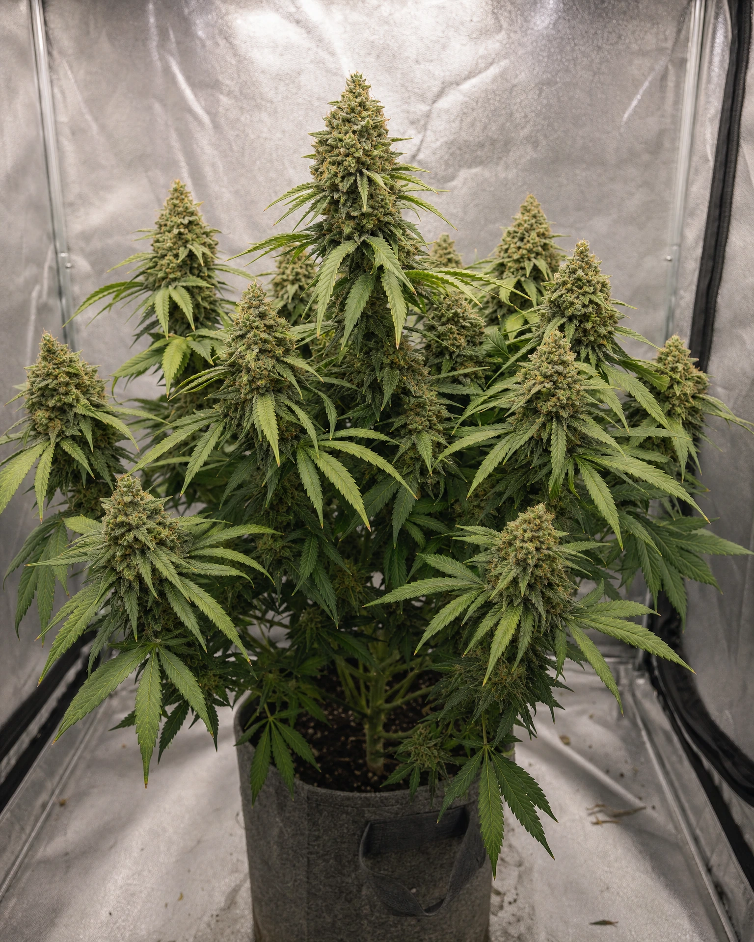 Ausgewachsene Cannabispflanze der Sorte Early Skunk