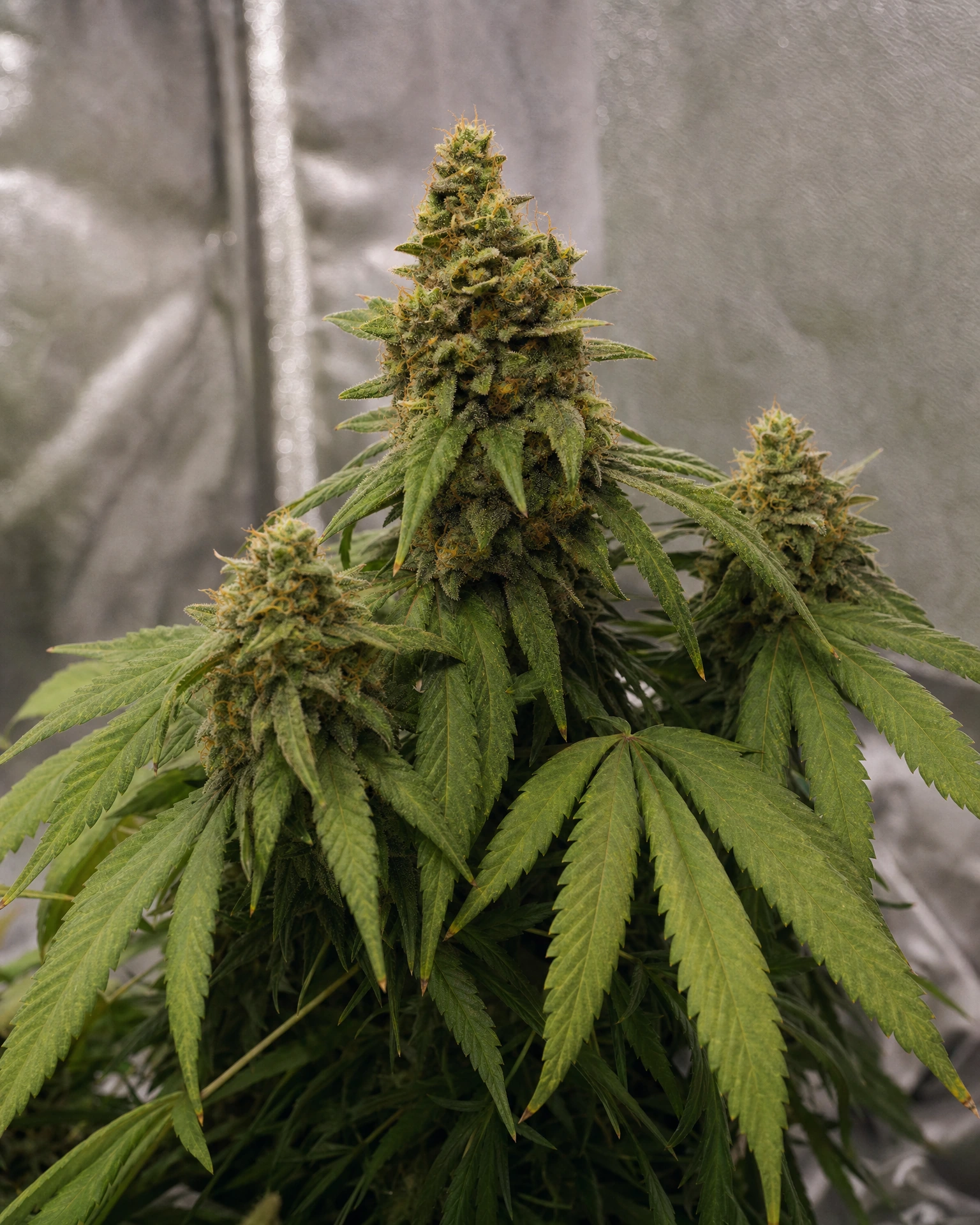 Ausgereifte Cannabispflanze der Sorte Early Skunk aus einem zweiten Blickwinkel