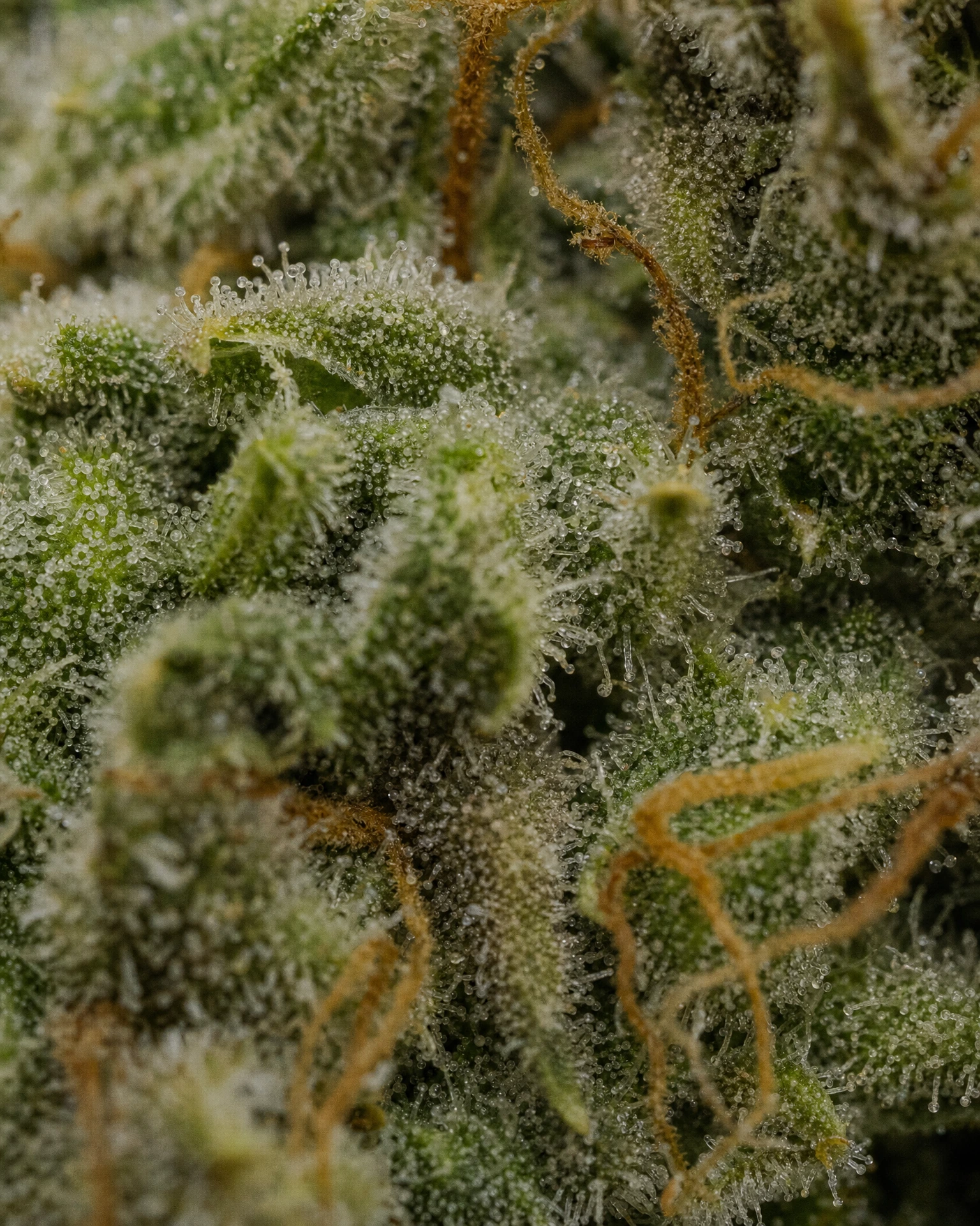 Trichome der Cannabissorte Early Skunk in Nahaufnahme