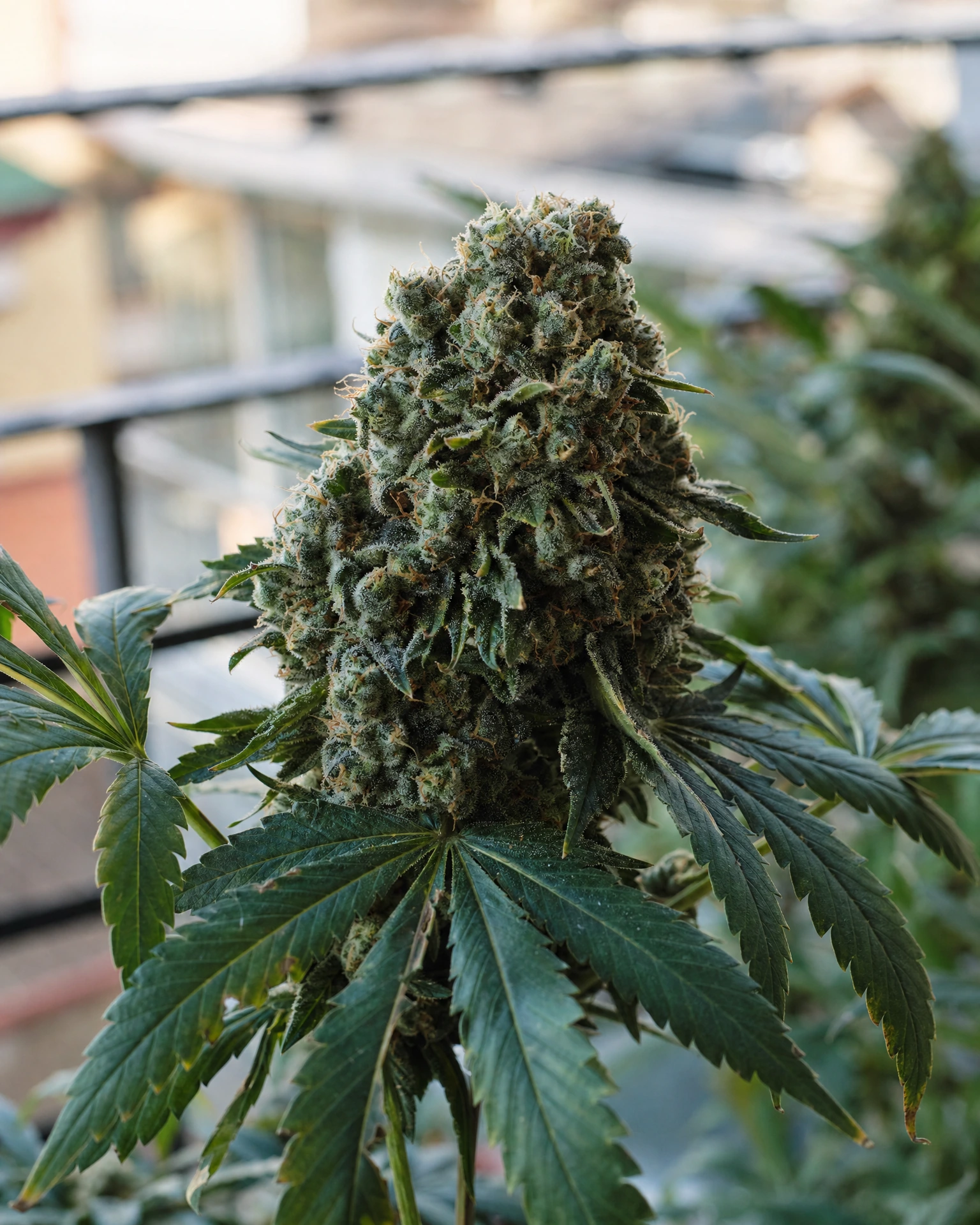 Blühende Cannabispflanze der Sorte Blue Cheese