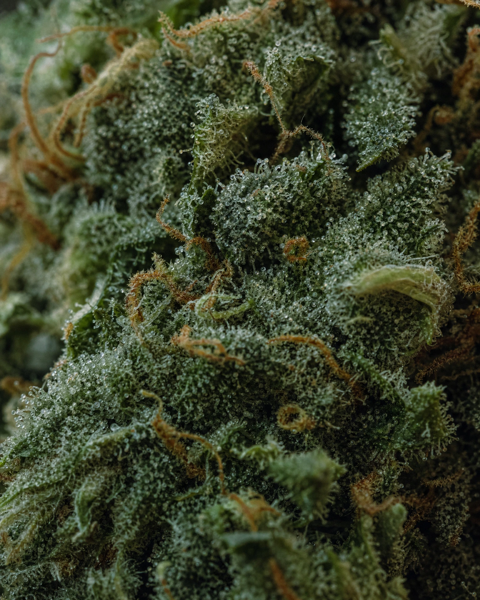 Trichome der Cannabissorte Blue Cheese in Nahaufnahme