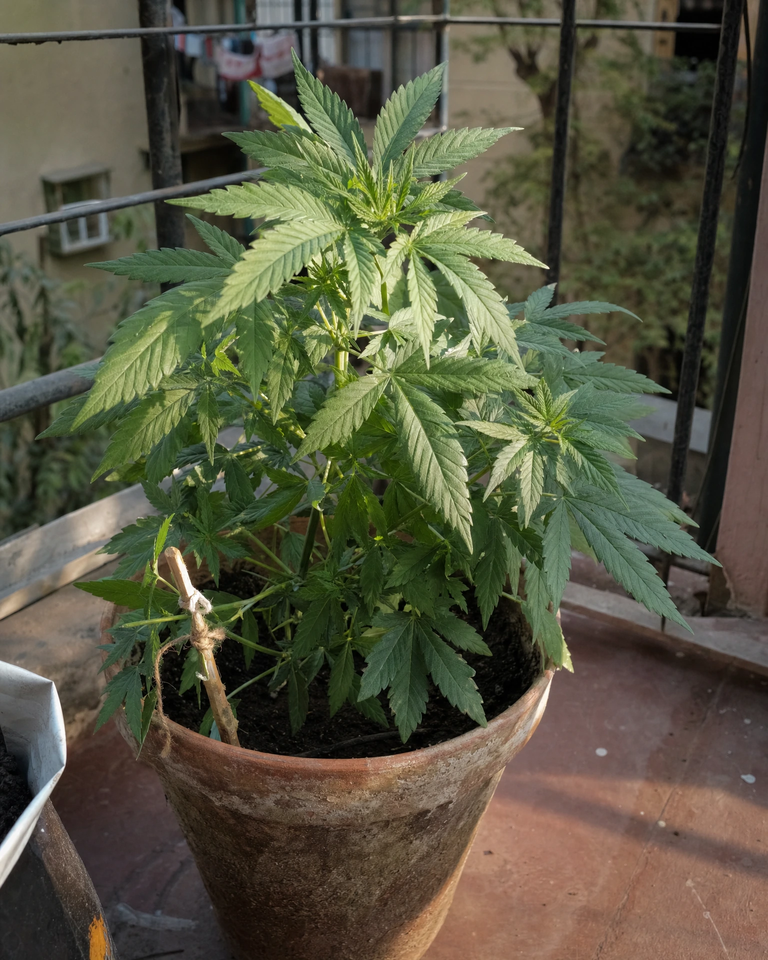 Blue Cheese Autoflower in der vegetativen Wachstumsphase