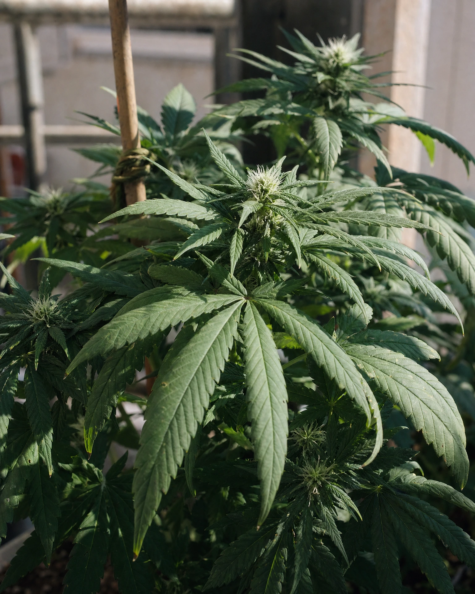 Blue Cheese Autoflower in der frühen Blütephase
