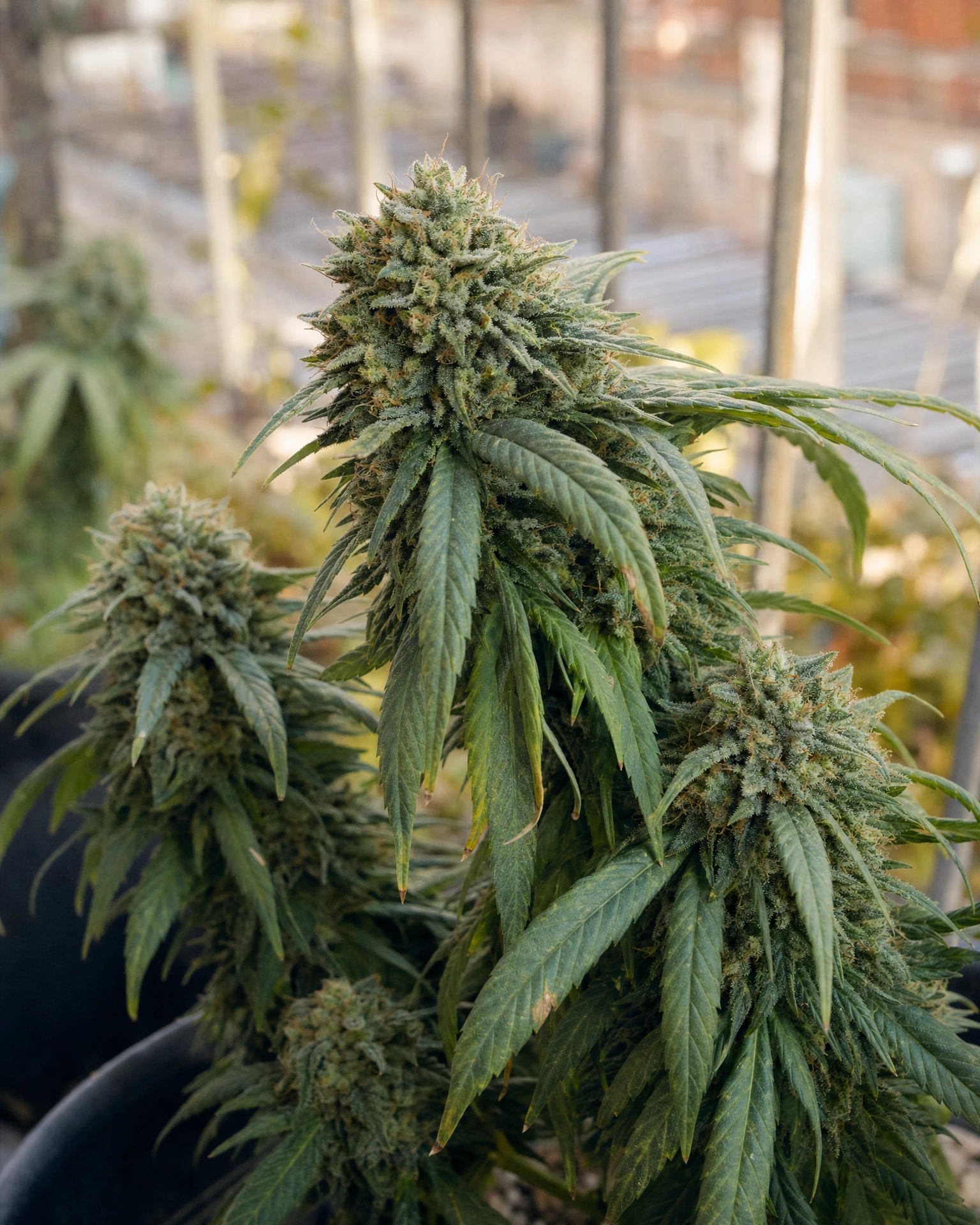 Ausgereifte Cannabispflanze der Sorte Blue Cheese Autoflower aus einem zweiten Blickwinkel