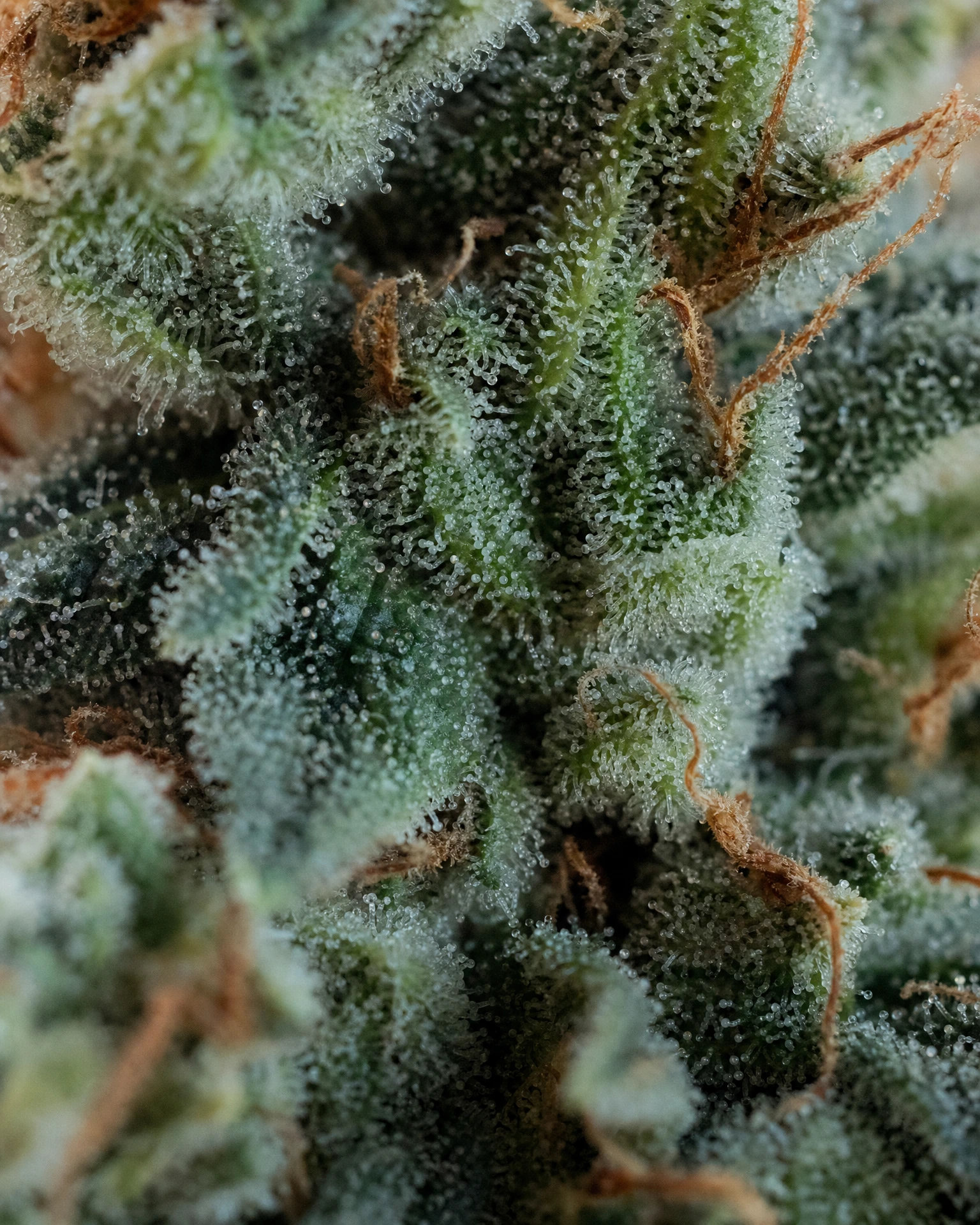 Trichome der Cannabissorte Blue Cheese Autoflower in Nahaufnahme